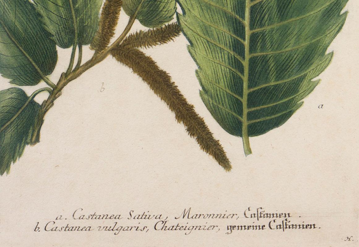 castanea vulgaris