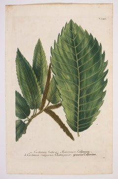 a. Castanea Sativa, Maronnier, Castanien N.343