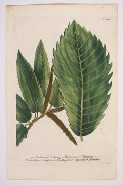 Antique  a. Castanea Sativa, Maronnier, Castanien N.343