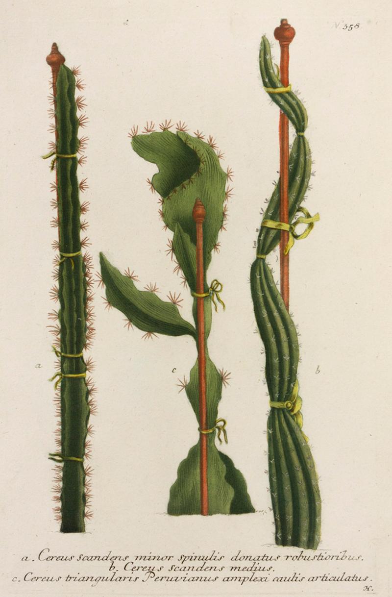Cereus scandens minor spinulis donatus robustioribus. N.358 - Print by Georg Dionysius Ehret