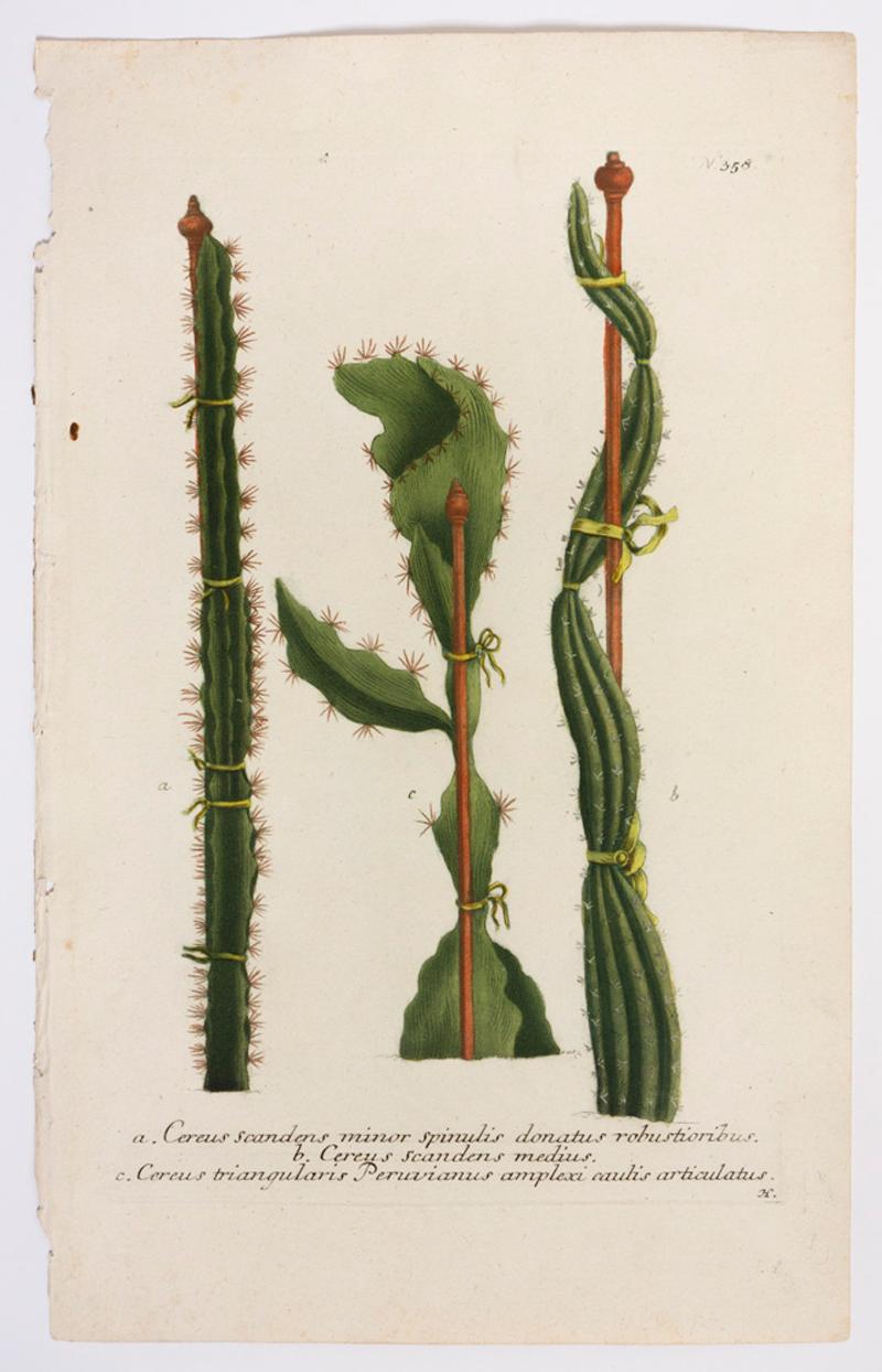 Georg Dionysius Ehret Still-Life Print - Cereus scandens minor spinulis donatus robustioribus. N.358