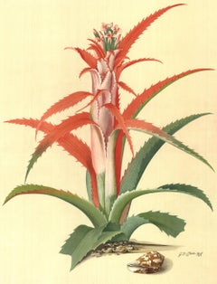 Flower Books and Paintings from the Plesch Botanical Foundation' 1958