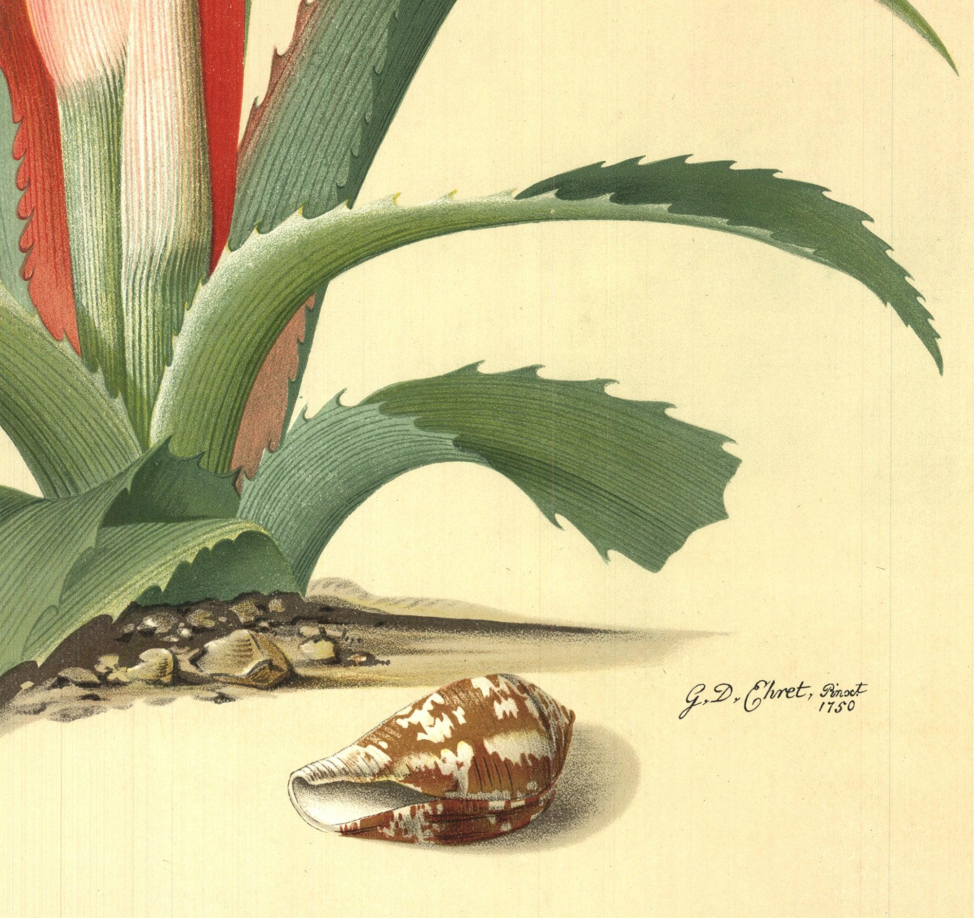 Flower Books and Paintings from the Plesch Botanical Foundation' 1958 For Sale 2