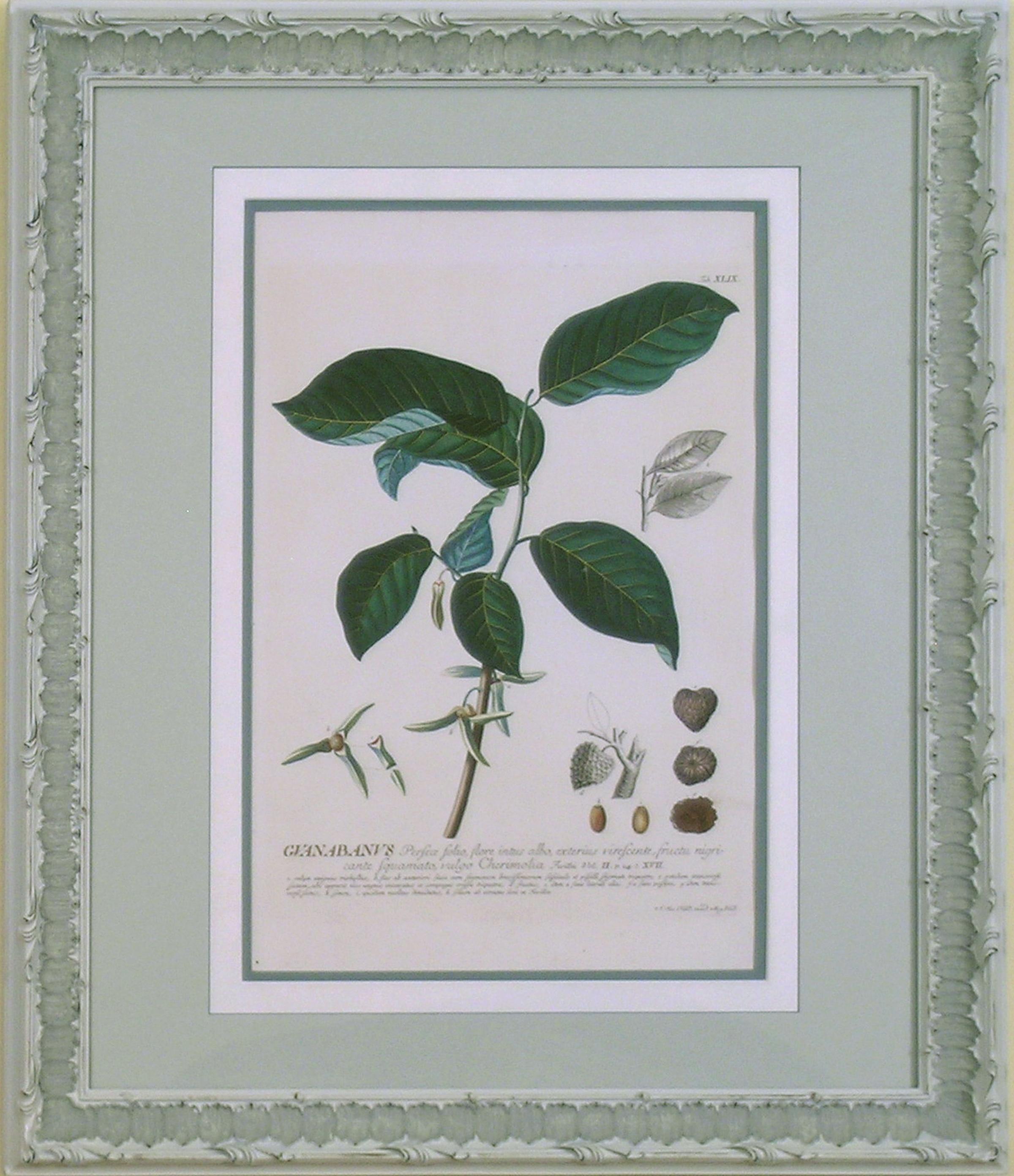 Heliocarpus  (Bäume, Malvales) – Print von Georg Dionysius Ehret