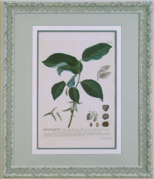 Georg Dionysius Ehret Urtica Nettle For Sale At 1stDibs Georg georg-dionysius-ehret-urtica-nettle-for-sale-at-1stdibs-georg