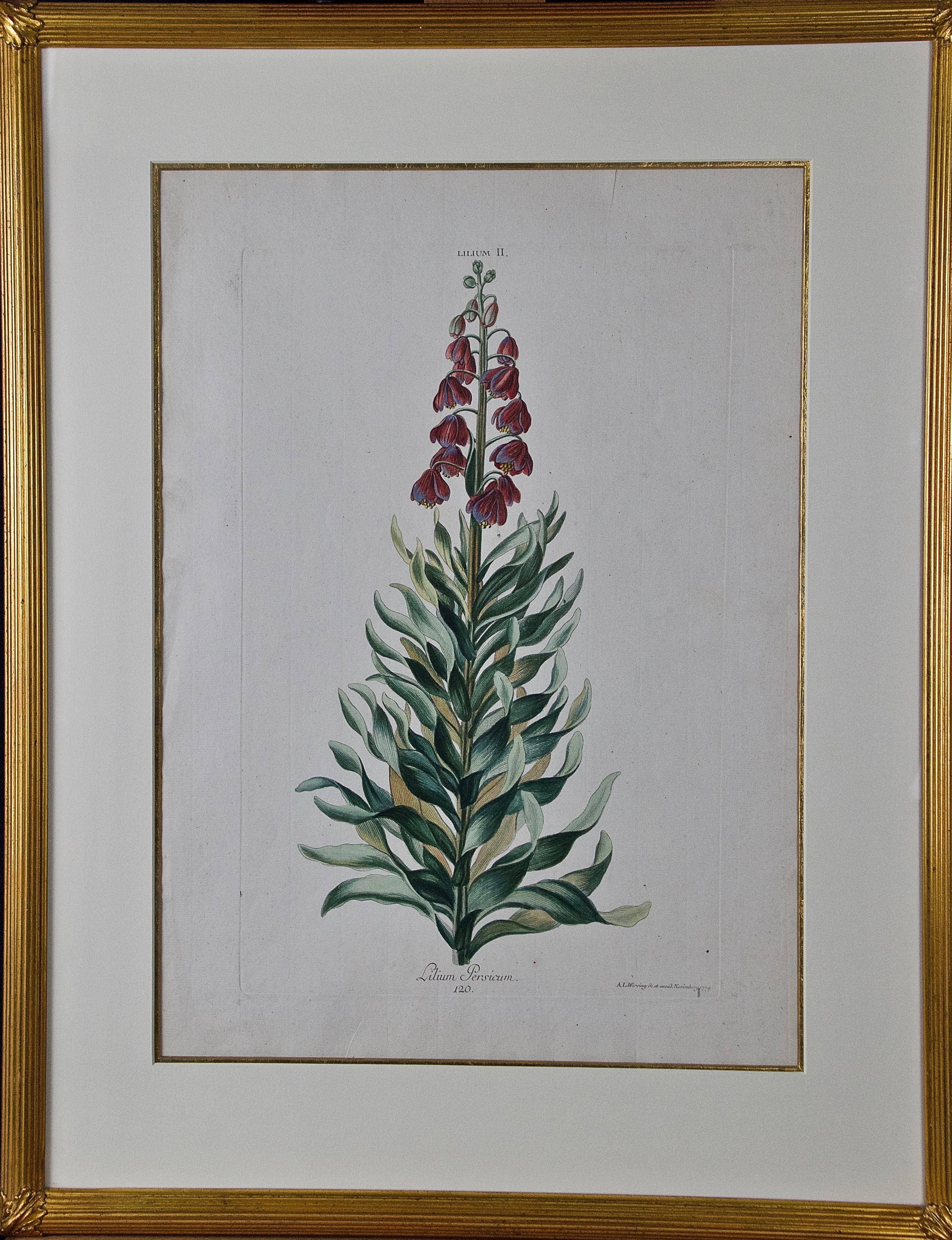 "Lilium Persicum" Ehret Grabado botánico coloreado a mano del siglo XVIII