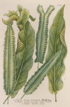 Lingua cervina, Scolopendre N667