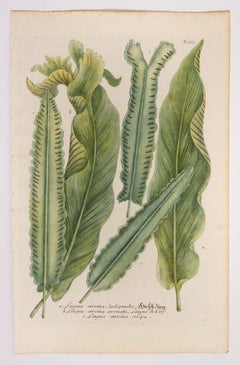 Lingua cervina, Scolopendre N667