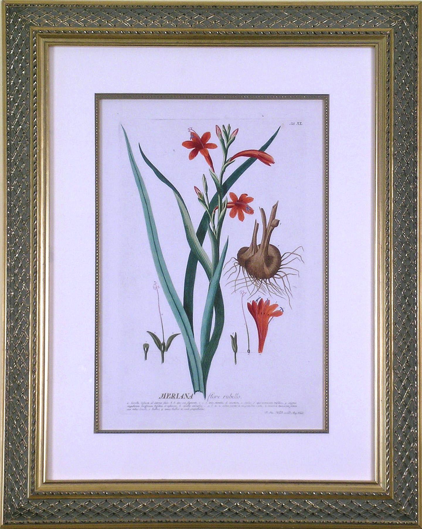 Meriana  (Bugle Lily) - Print by Georg Dionysius Ehret