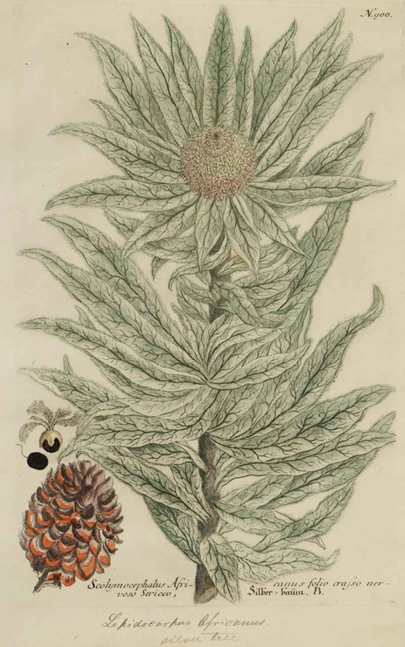 Scolymocephalus Afrikanischer Folio-Crasso nervoso Sericco; N. 900 – Print von Georg Dionysius Ehret