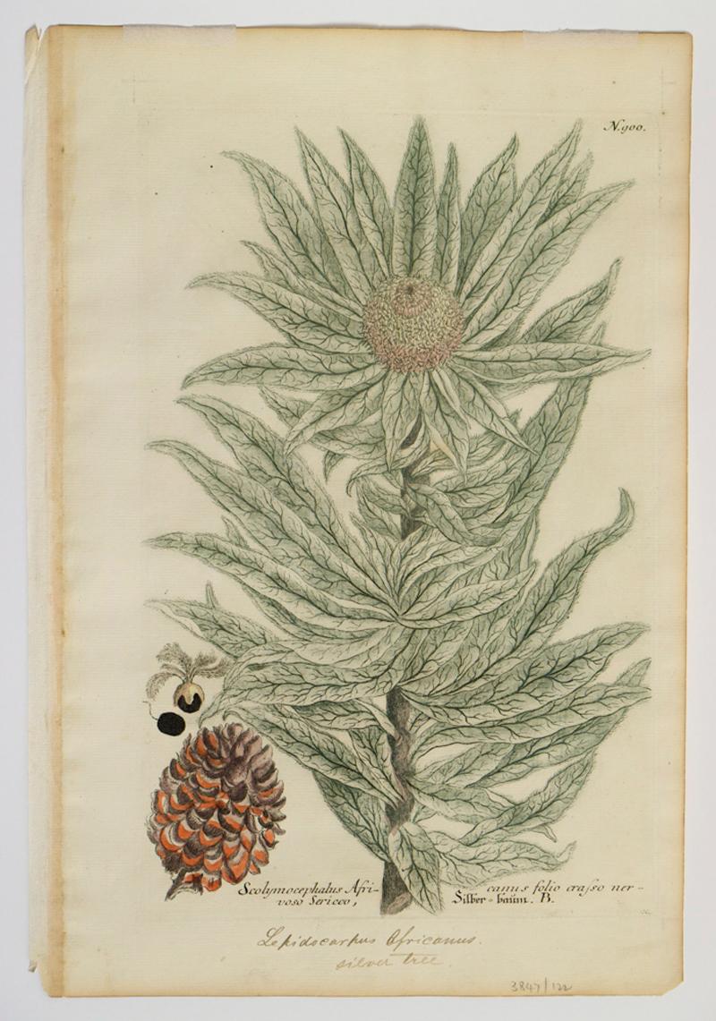 Georg Dionysius Ehret Still-Life Print - Scolymocephalus Africanus folio crasso nervoso Sericco; N. 900