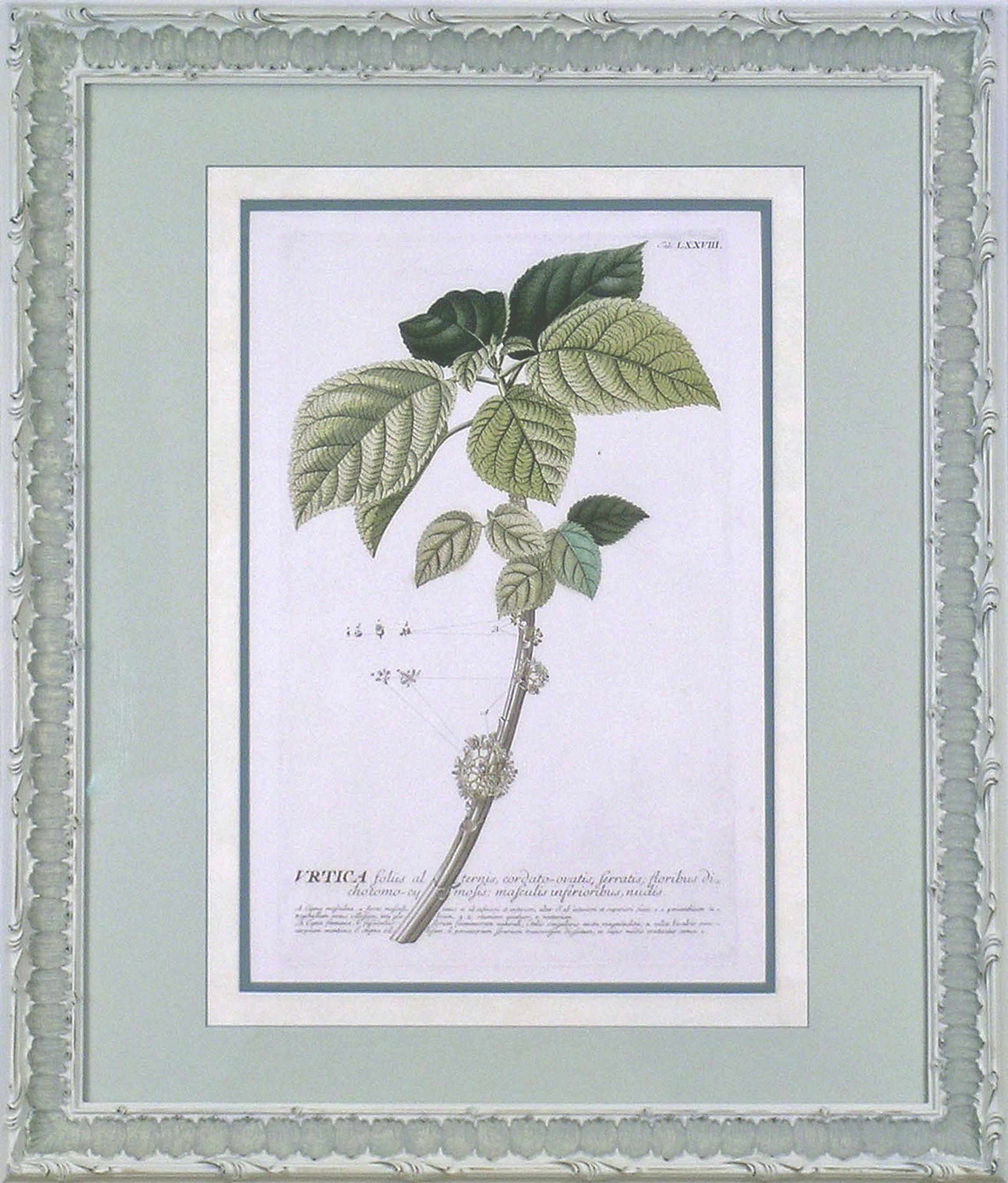 Urtica  (Nettle)