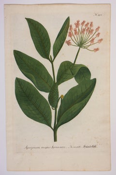 Vintage Botanical Print from "Phytanthoza Iconographia, " N.151, Milkweed Plant