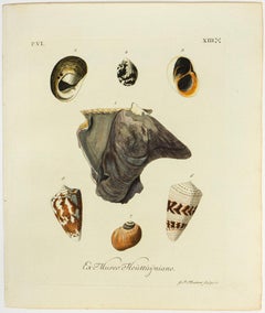 Georg Wolfgang Knorr Collection