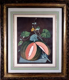 George Brookshaw Framed Engraving of A Melon, Plate LXV, White Seeded Rock