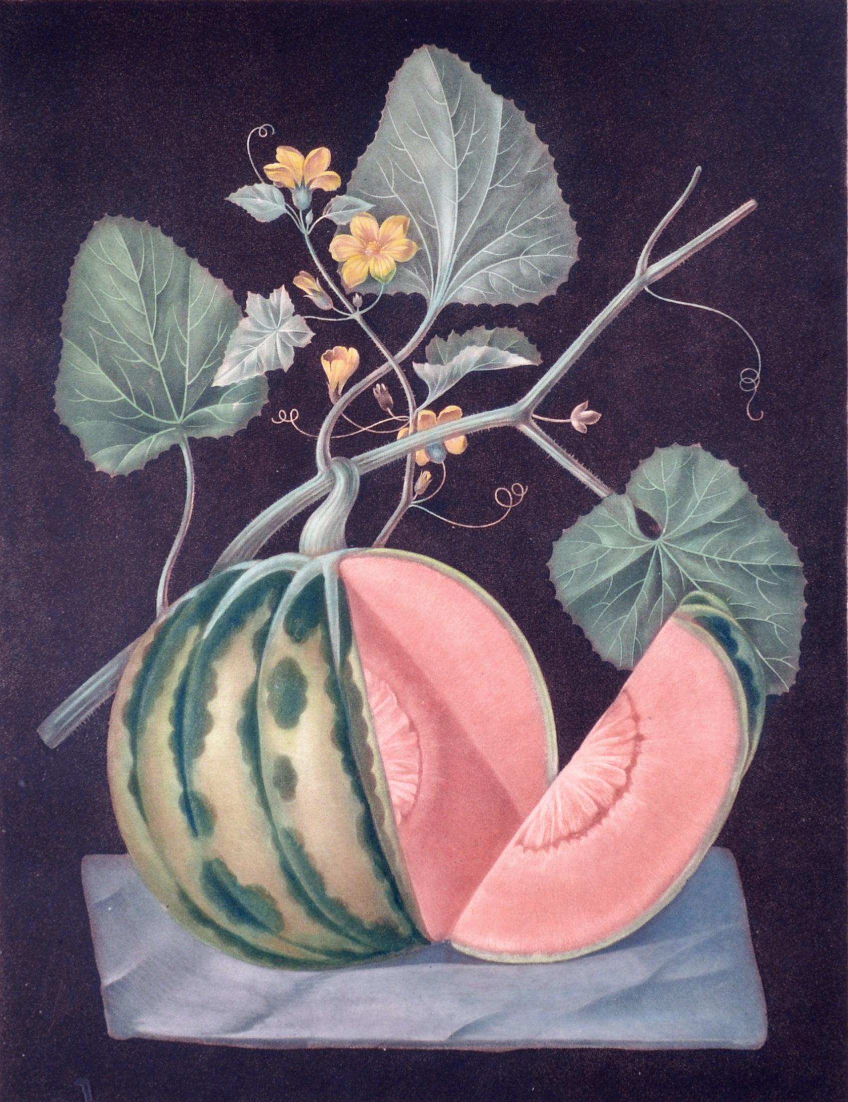 george brookshaw Engraving of A Melon,
Plate LXVIII, Polinac,
From 'Pomona Britannica, or, A Collection of the Most Esteemed Fruits',
circa 1812.


This aquatint engraving, with some stipple, was printed in color and finished by hand and with