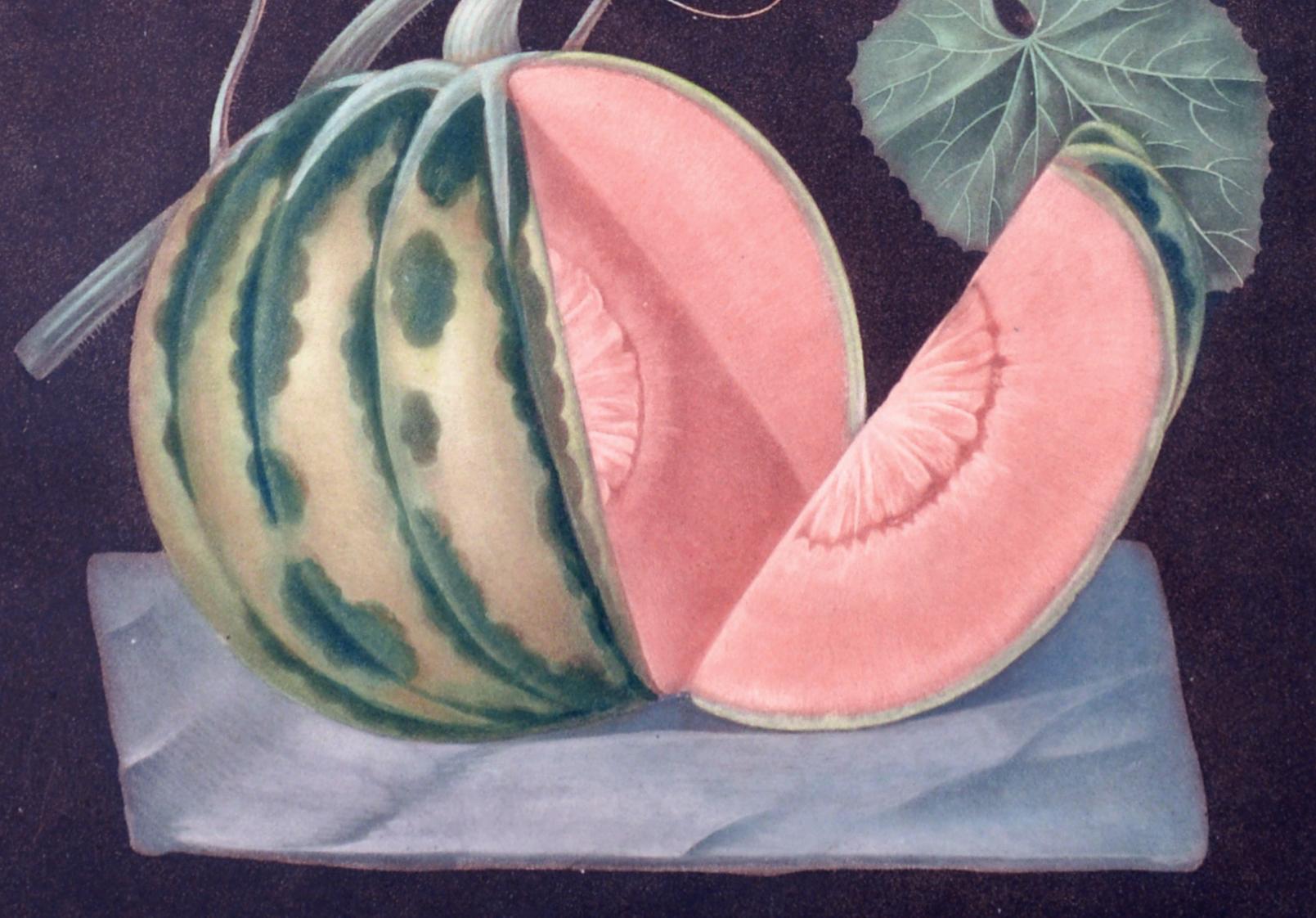 Regency George Brookshaw Framed Engraving of a Melon, Plate Lxviii, Polinac