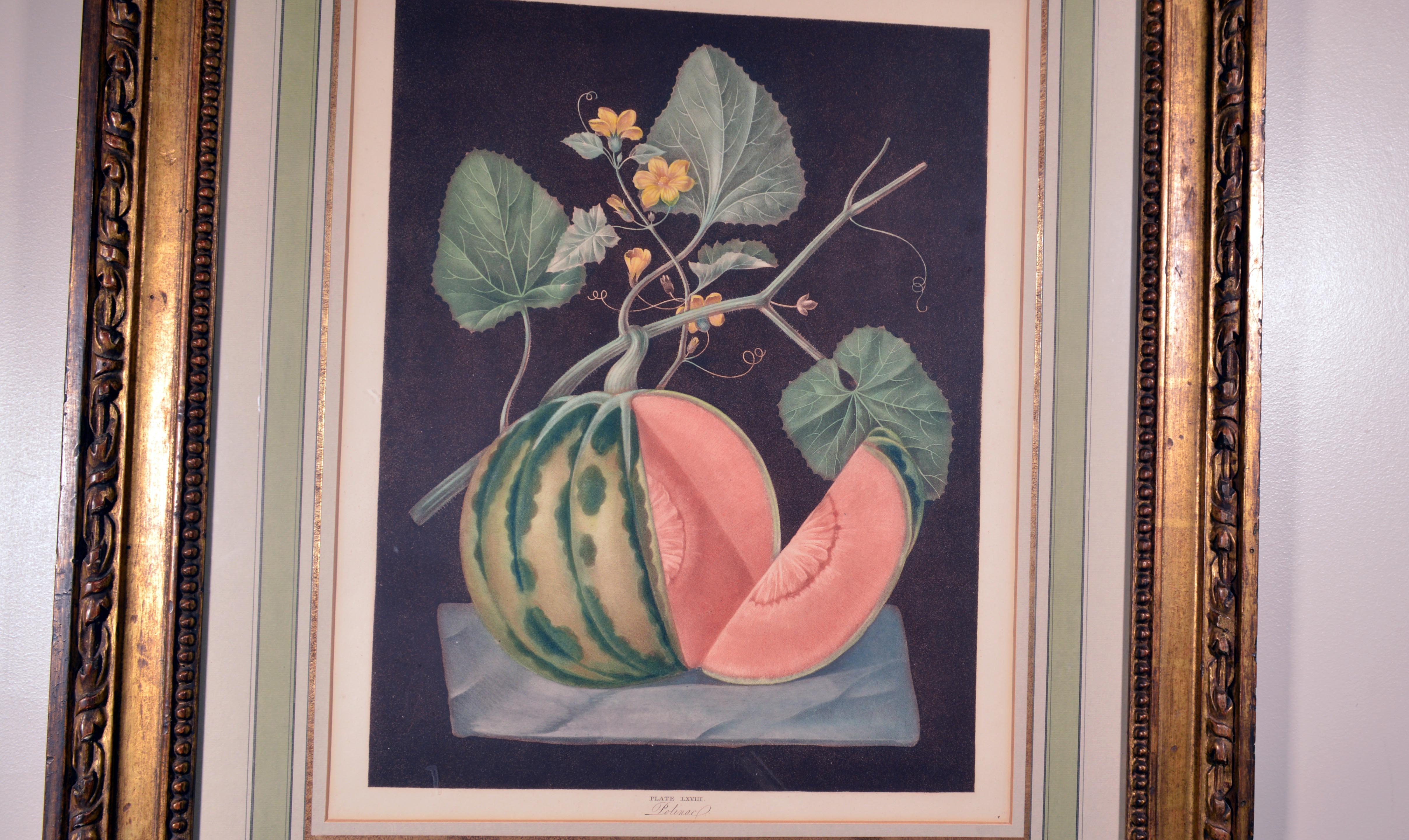 Paper George Brookshaw Framed Engraving of a Melon, Plate Lxviii, Polinac