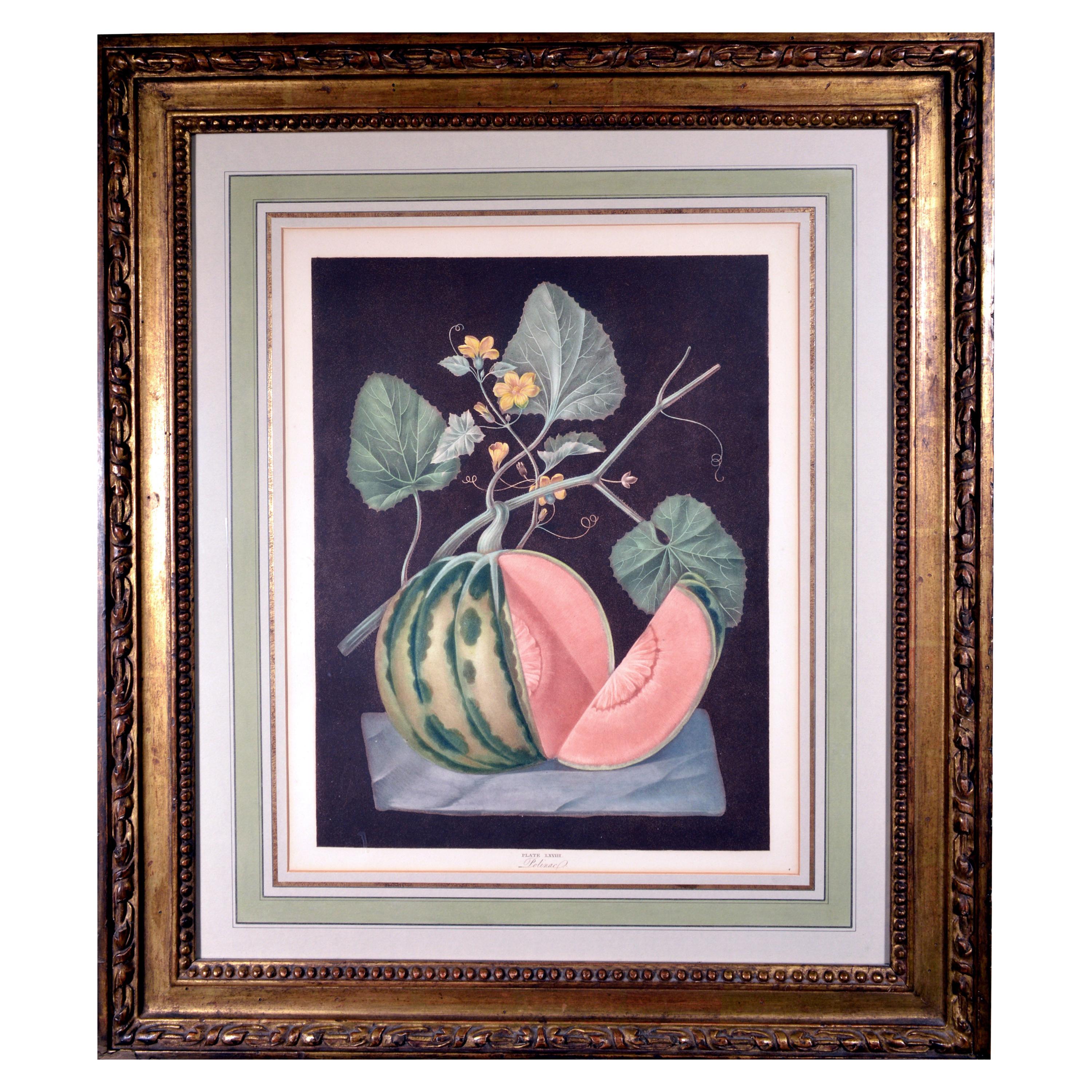 George Brookshaw Framed Engraving of a Melon, Plate Lxviii, Polinac