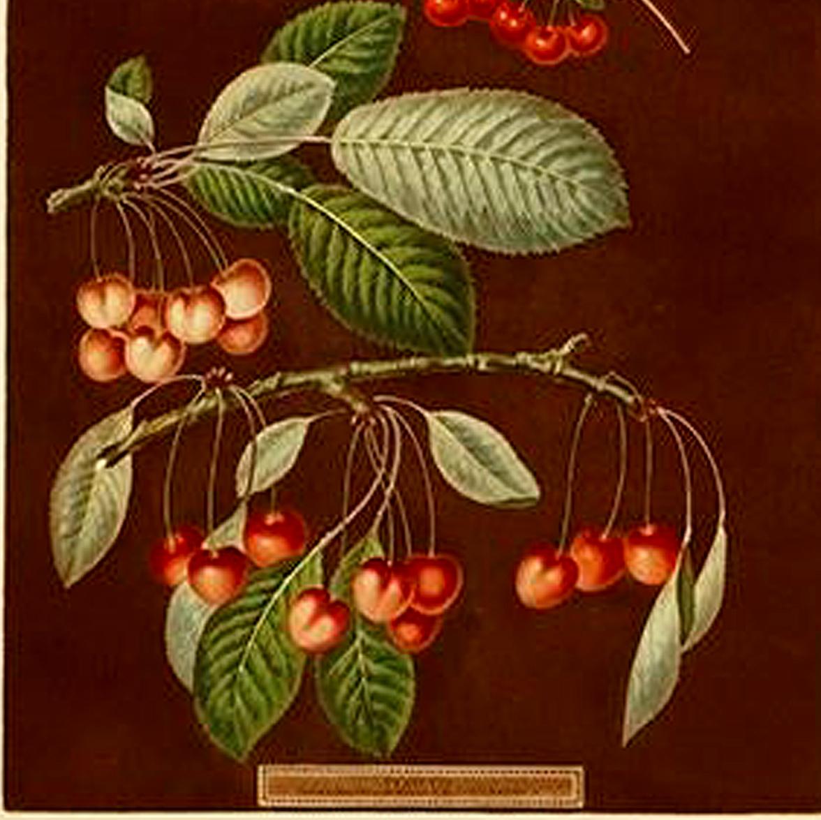 George Brookshaw Engravings of Cherries,
From Pomona Britannica, 
Plate VIII, Dated 1807,

The applied Publication Legion below and center-reads Plate VIII, Painted & Published as the Act Directs by the Author G. Brookshaw 1807.

This aquatint
