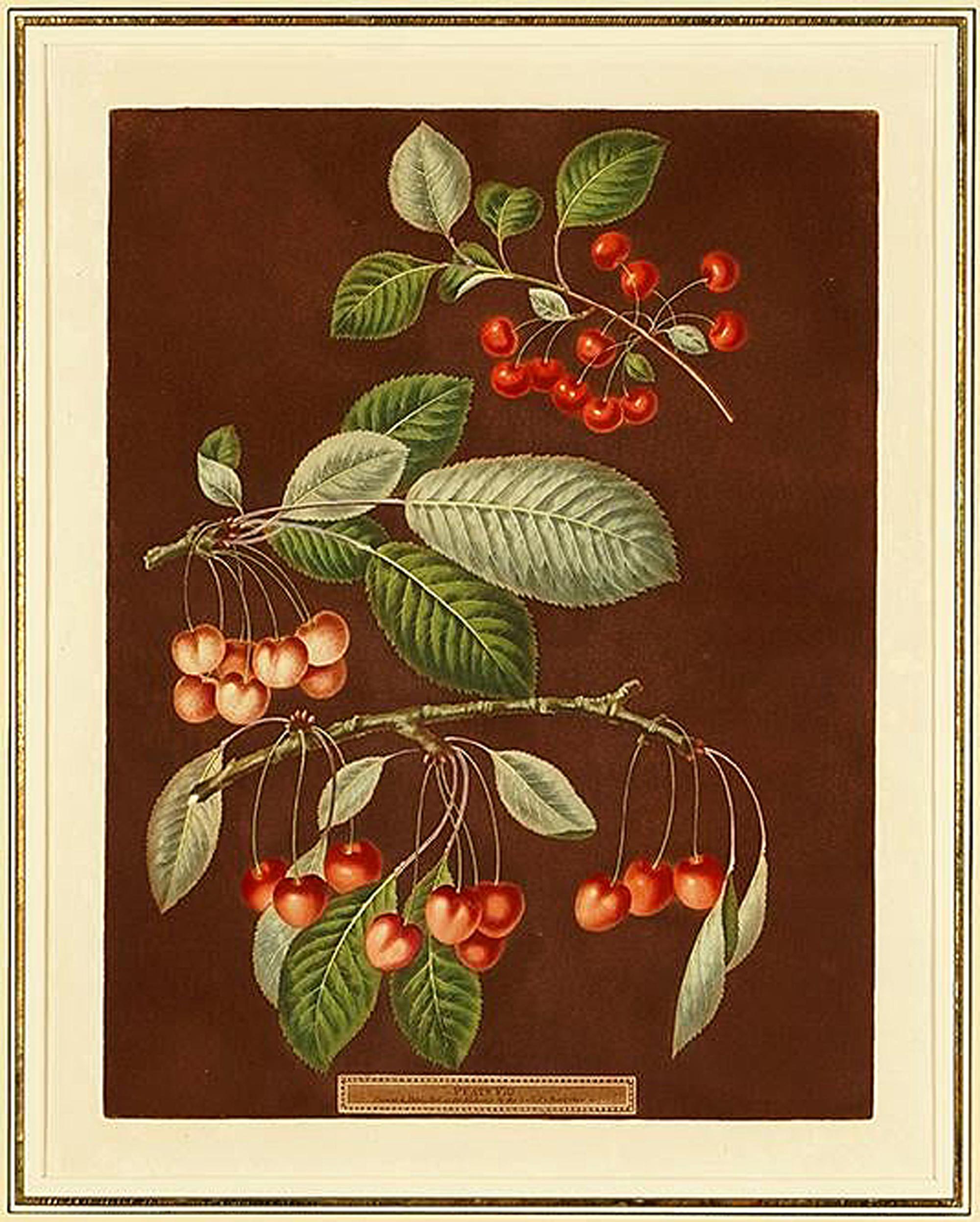 English George Brookshaw Engravings of Cherries, Plate VIII, Dated 1807