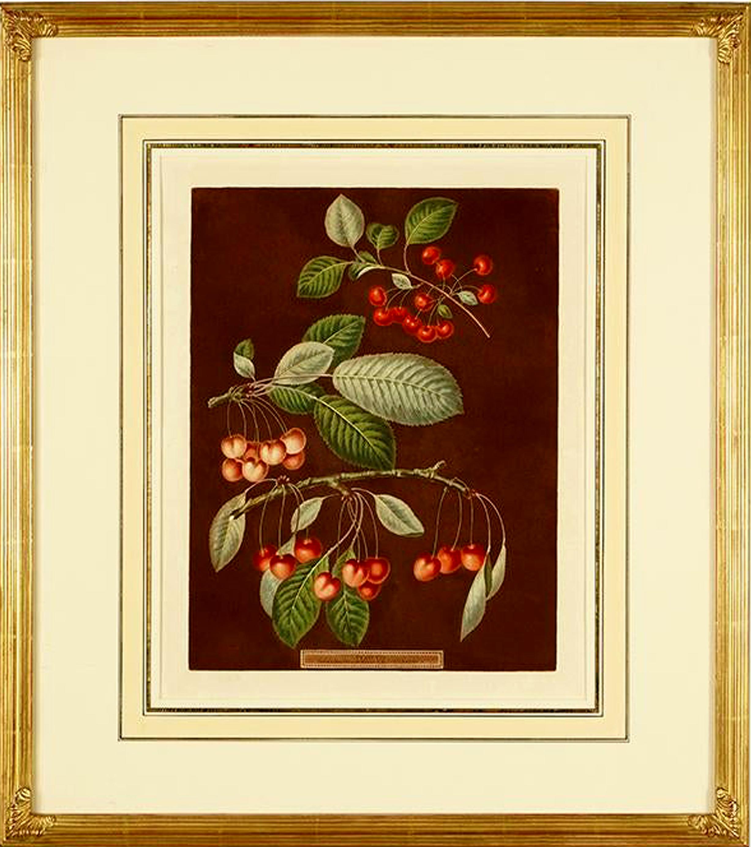 George Brookshaw Engravings of Cherries, Plate VIII, Dated 1807 In Good Condition In Downingtown, PA