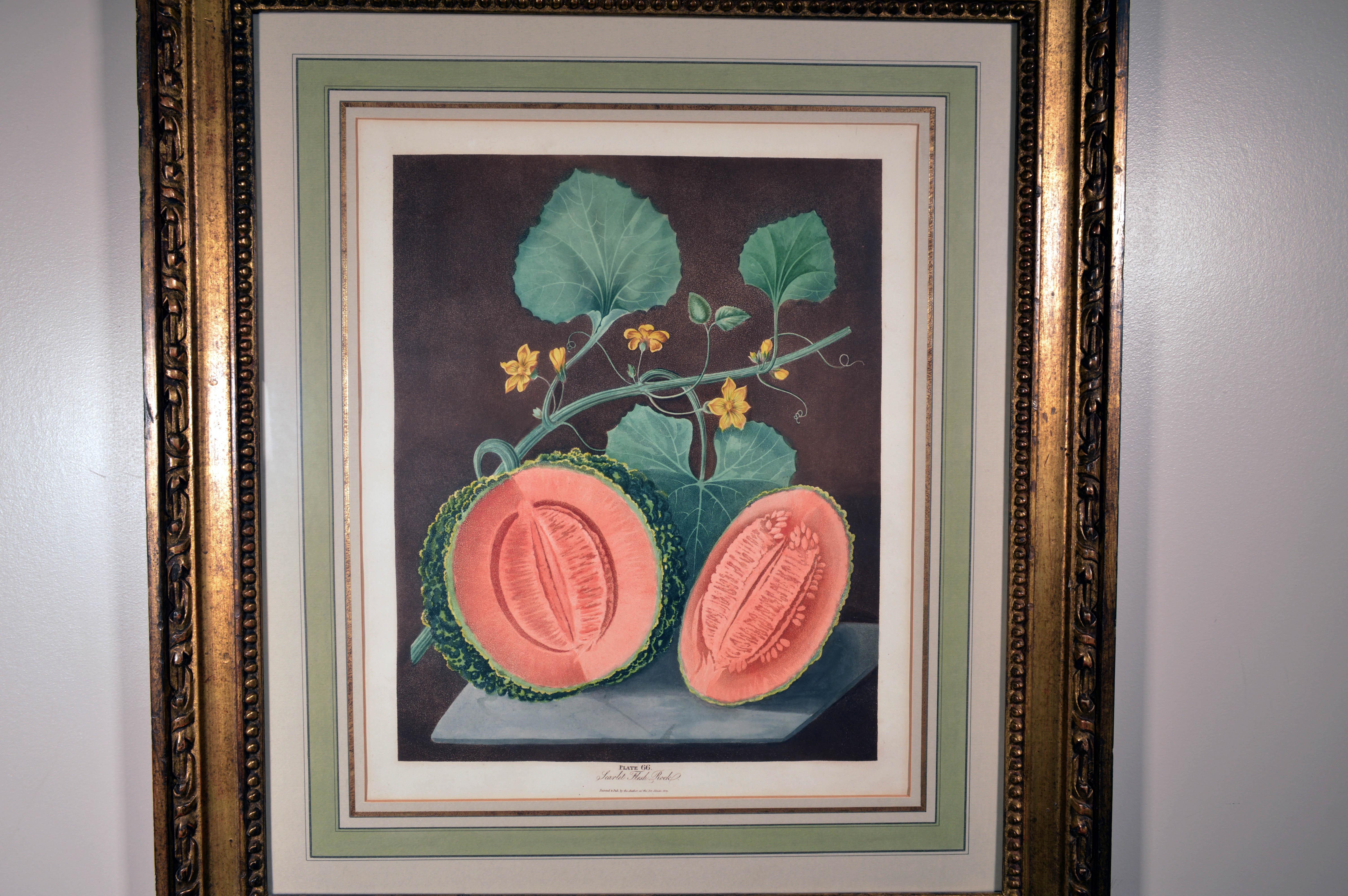 Paper George Brookshaw Pair of Engravings of Melons, Plates 66 and 67