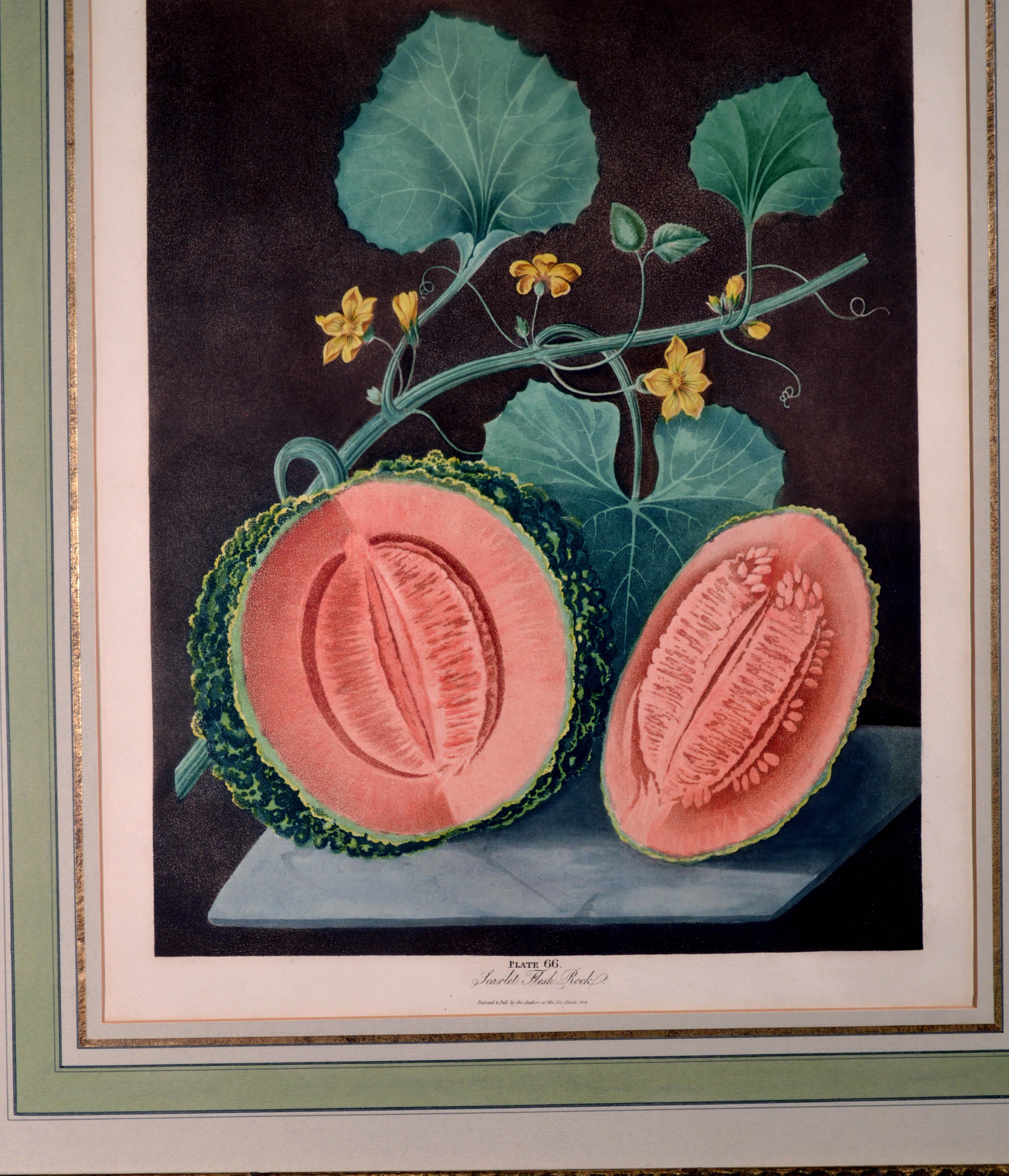 George Brookshaw Pair of Engravings of Melons, Plates 66 and 67 2