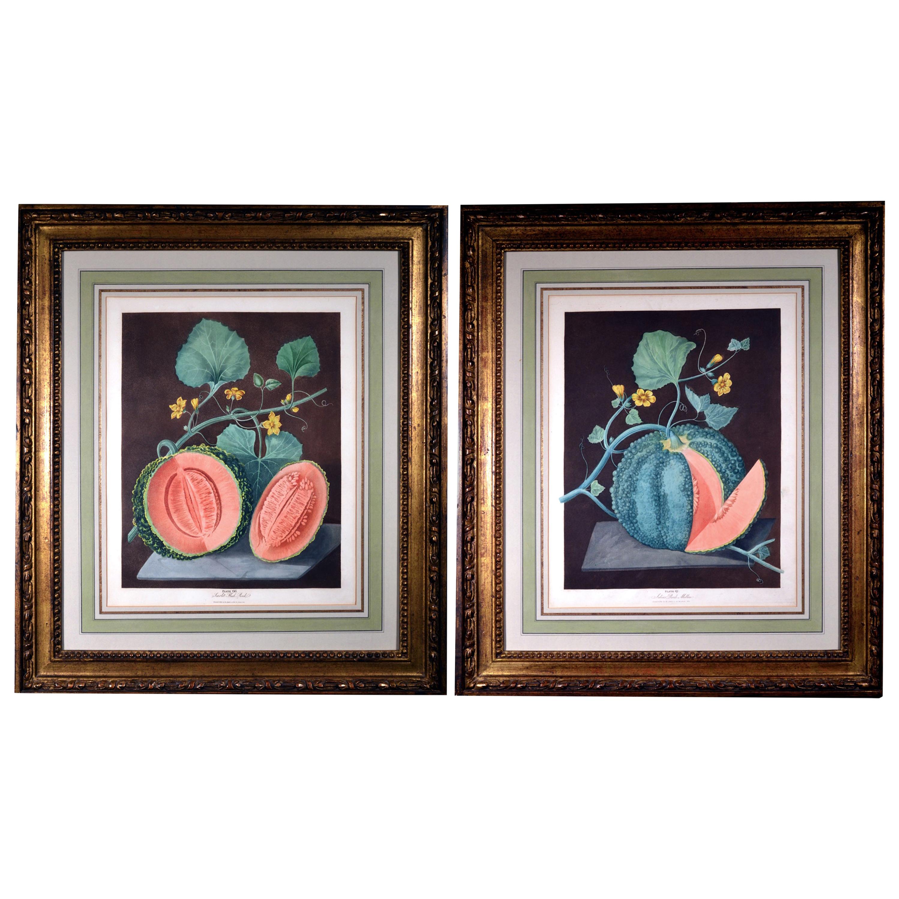 George Brookshaw Pair of Engravings of Melons, Plates 66 and 67