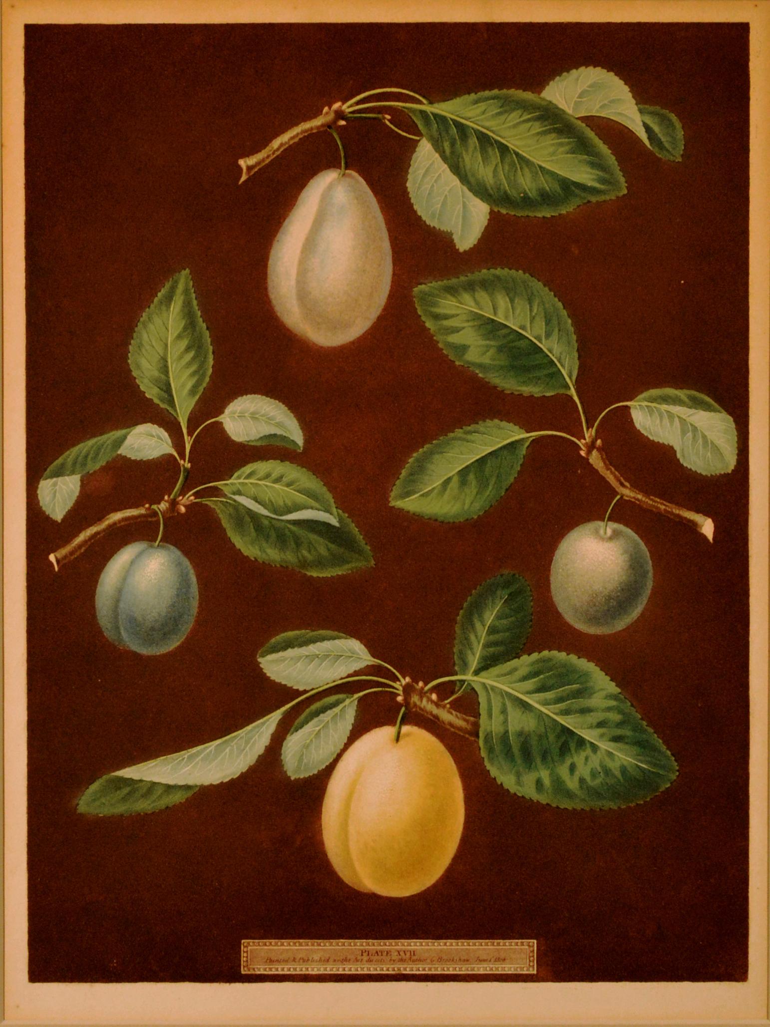 George Brookshaw print of four varieties of plums,
Plate XVII, from Natural History Art, Botanical, Fruit, Brookshaw, Pomona Britannica,
1806

The applied publication legion below and center-reads Plate XVII, painted & published as the Act
