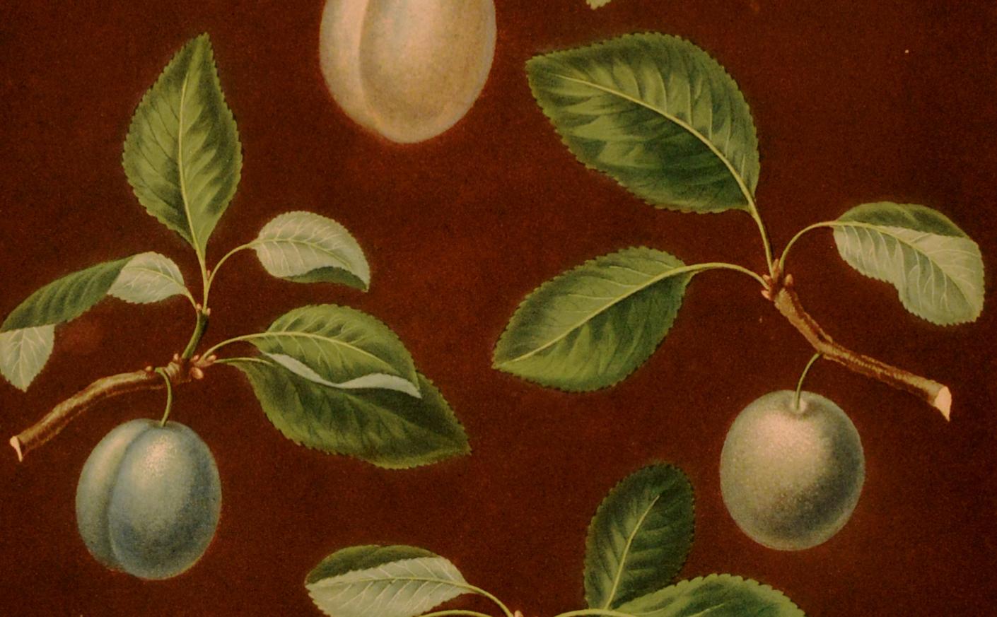 Georgien Impression de George Brookshaw de quatre variétés de prunes, planche XVII, datée de 1806 en vente