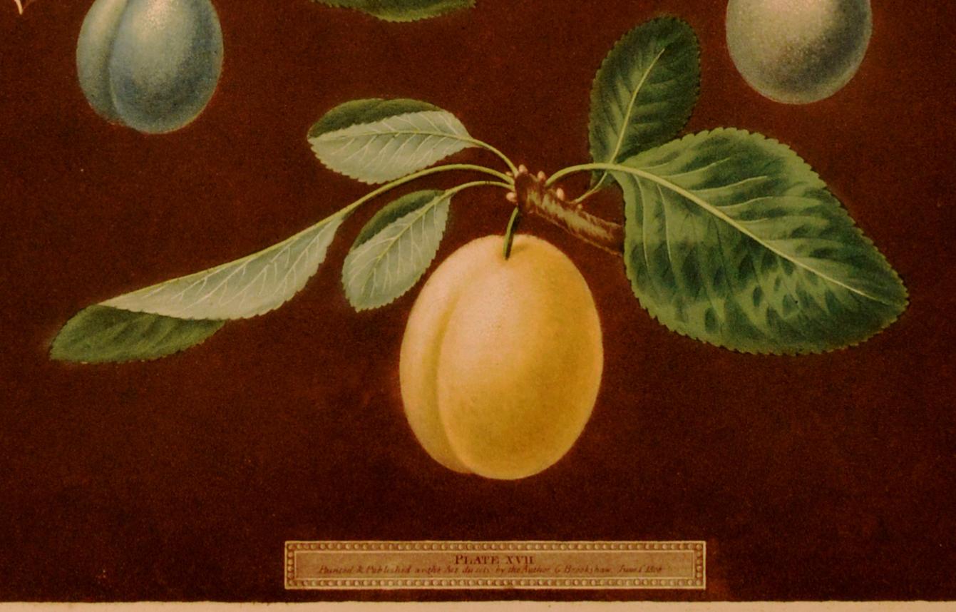 Anglais Impression de George Brookshaw de quatre variétés de prunes, planche XVII, datée de 1806 en vente