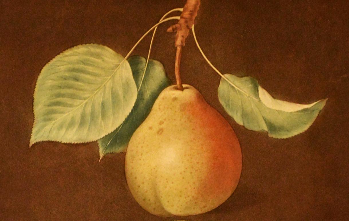 George Brookshaw Print of Pears 
from Natural History Art, Botanical, Fruit, Brookshaw, Pomona Britannica,
Plate LXXXV,
Dated 1807


The publication legion below and center-reads Plate LXXXV, painted and published as the Act Directs by the