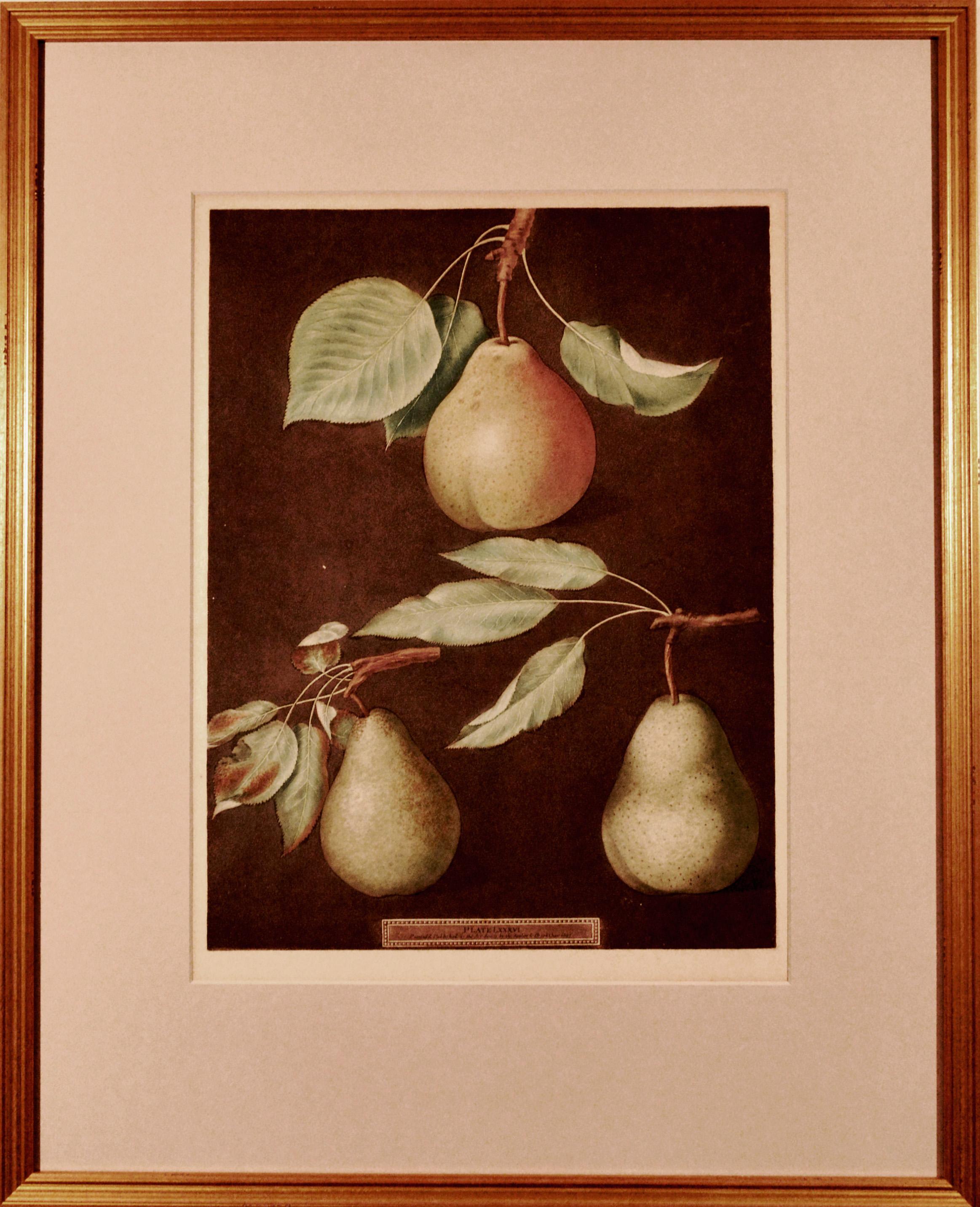 Georgian George Brookshaw Print of Pears from Pomona Britannica, Dated 1807 For Sale