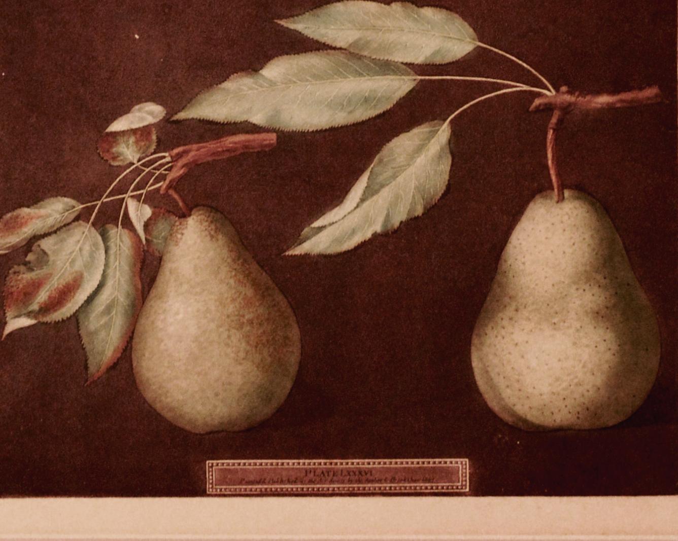 English George Brookshaw Print of Pears from Pomona Britannica, Dated 1807 For Sale