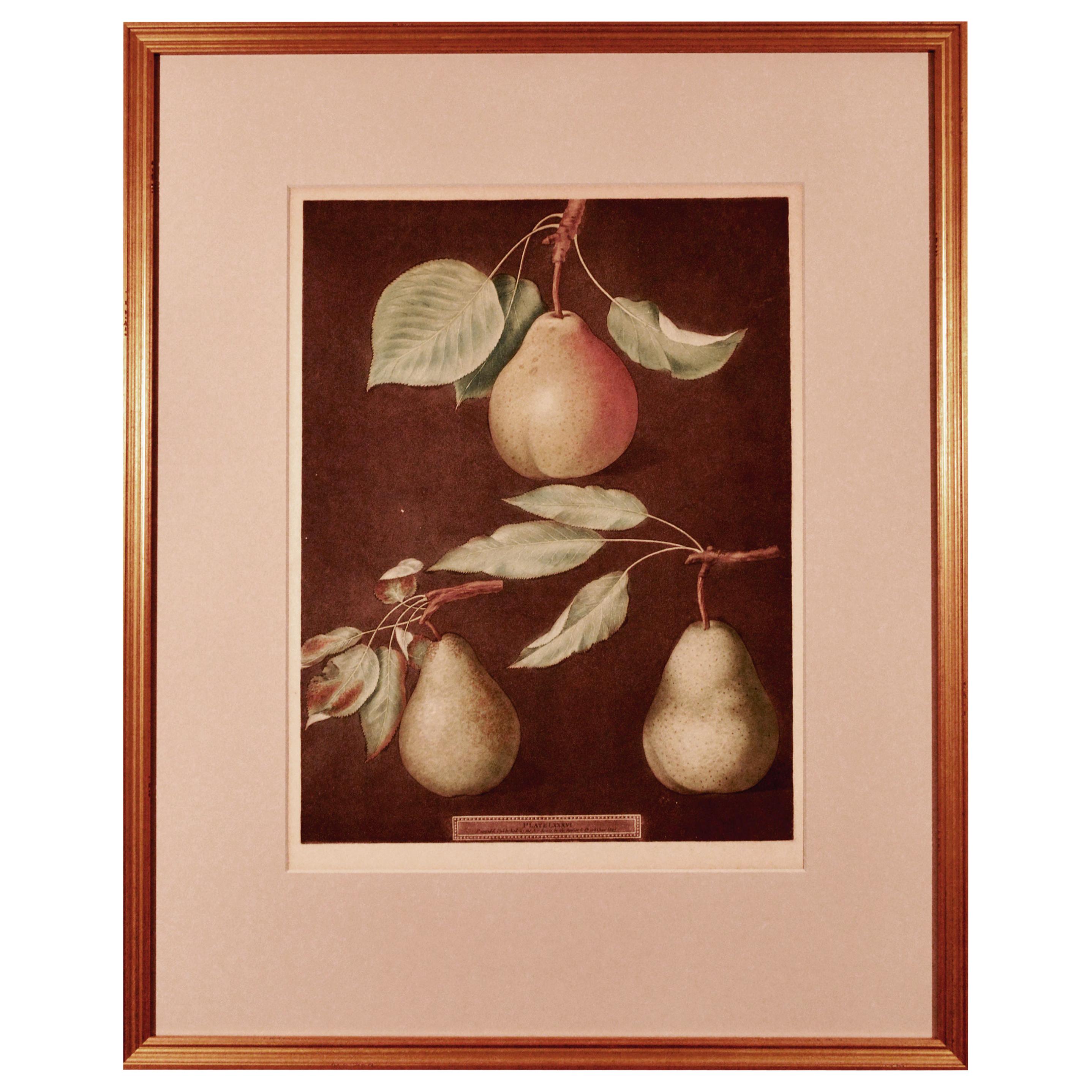 George Brookshaw Print of Pears from Pomona Britannica, Dated 1807