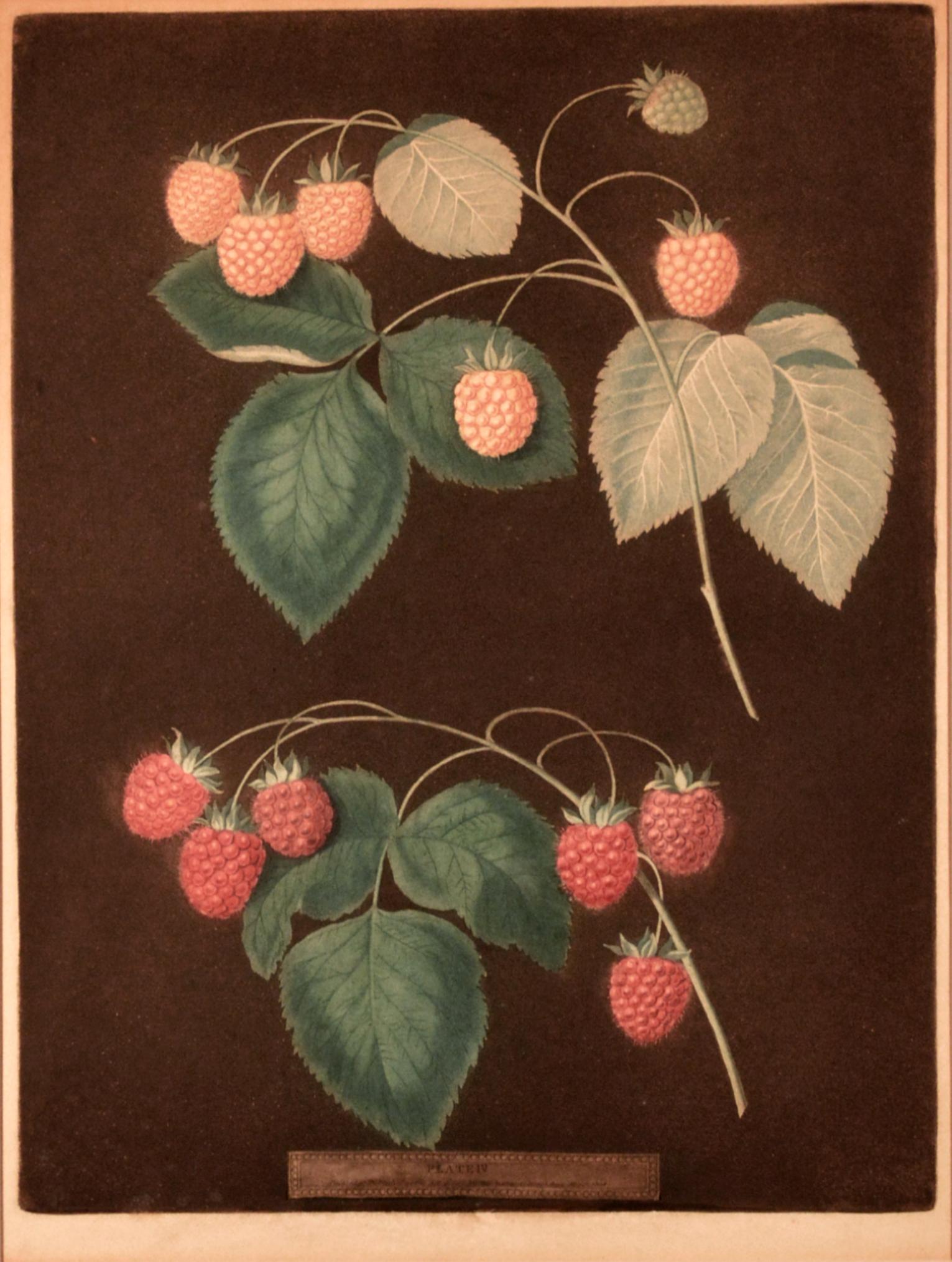 George Brookshaw print of two varieties of raspberries, one yellow and one red.
Plate IV,
from Natural History Art, Botanical, Fruit, Brookshaw, Pomona Britannica,
Dated 1804

The applied publication legion below and center-reads plate IV, painted
