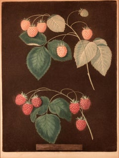 George brookshaw Stampa di due varietà di lamponi, uno giallo e uno rosso