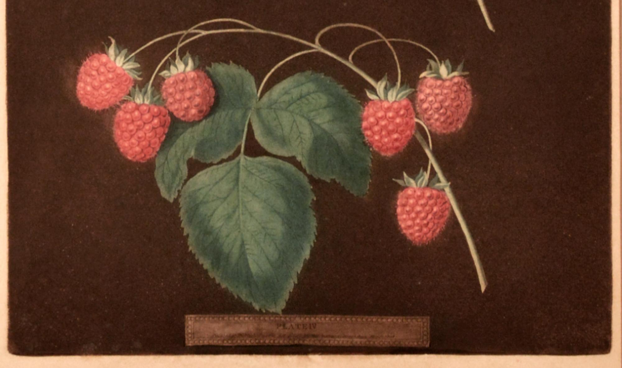 Georgian George Brookshaw Print of Two Varieties of Raspberries, One Yellow and One Red For Sale