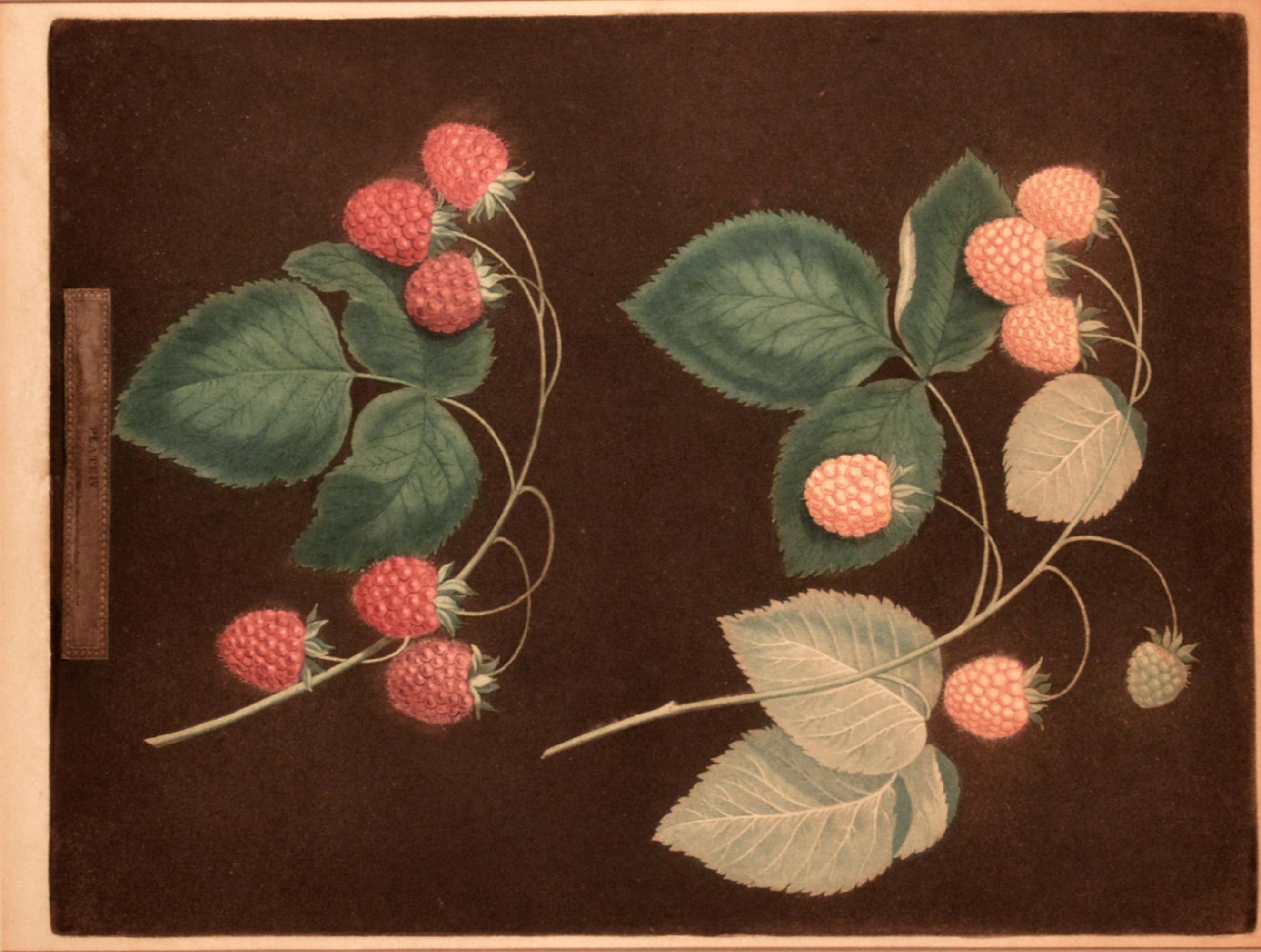 English George Brookshaw Print of Two Varieties of Raspberries, One Yellow and One Red For Sale
