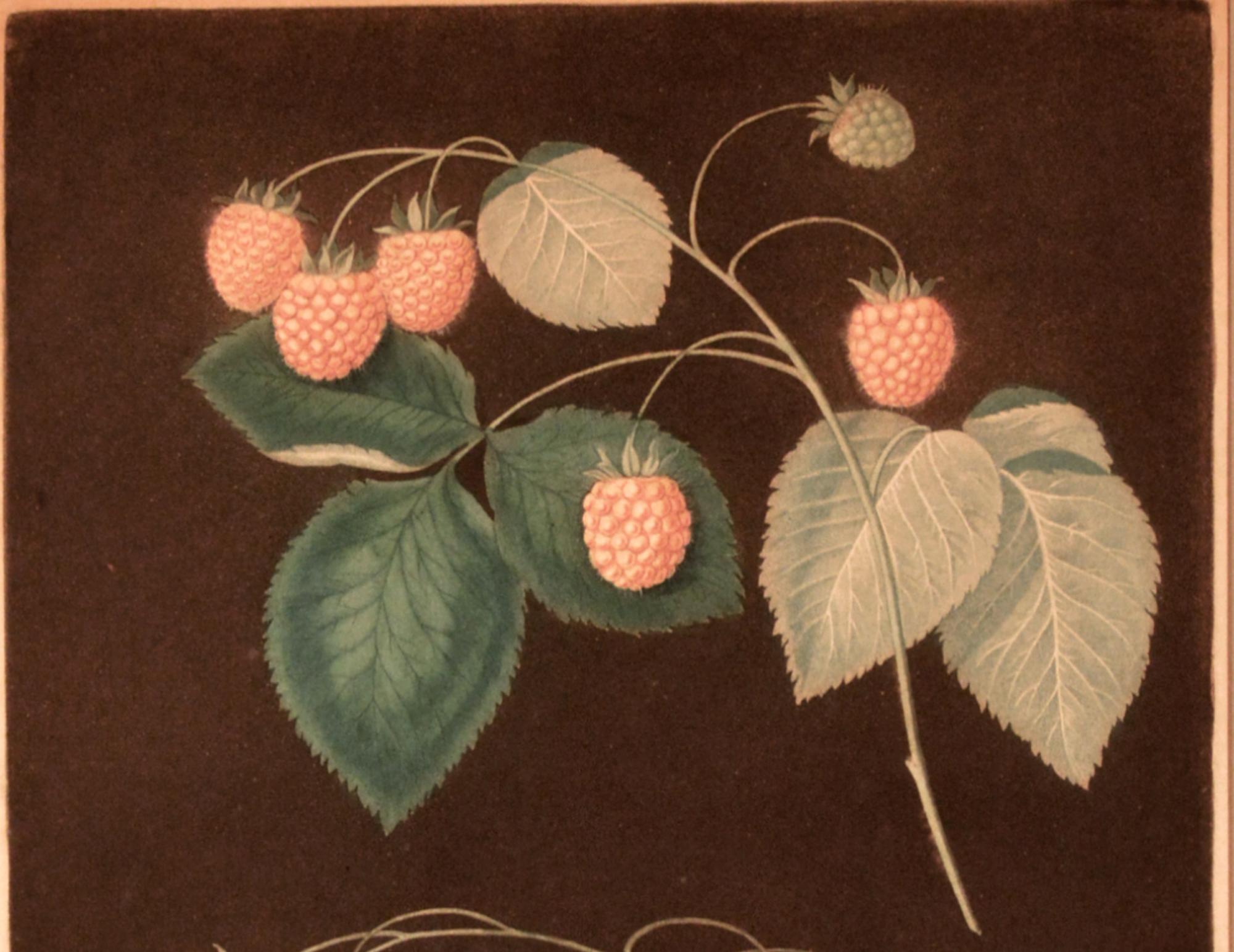 George Brookshaw Print of Two Varieties of Raspberries, One Yellow and One Red In Good Condition For Sale In Downingtown, PA