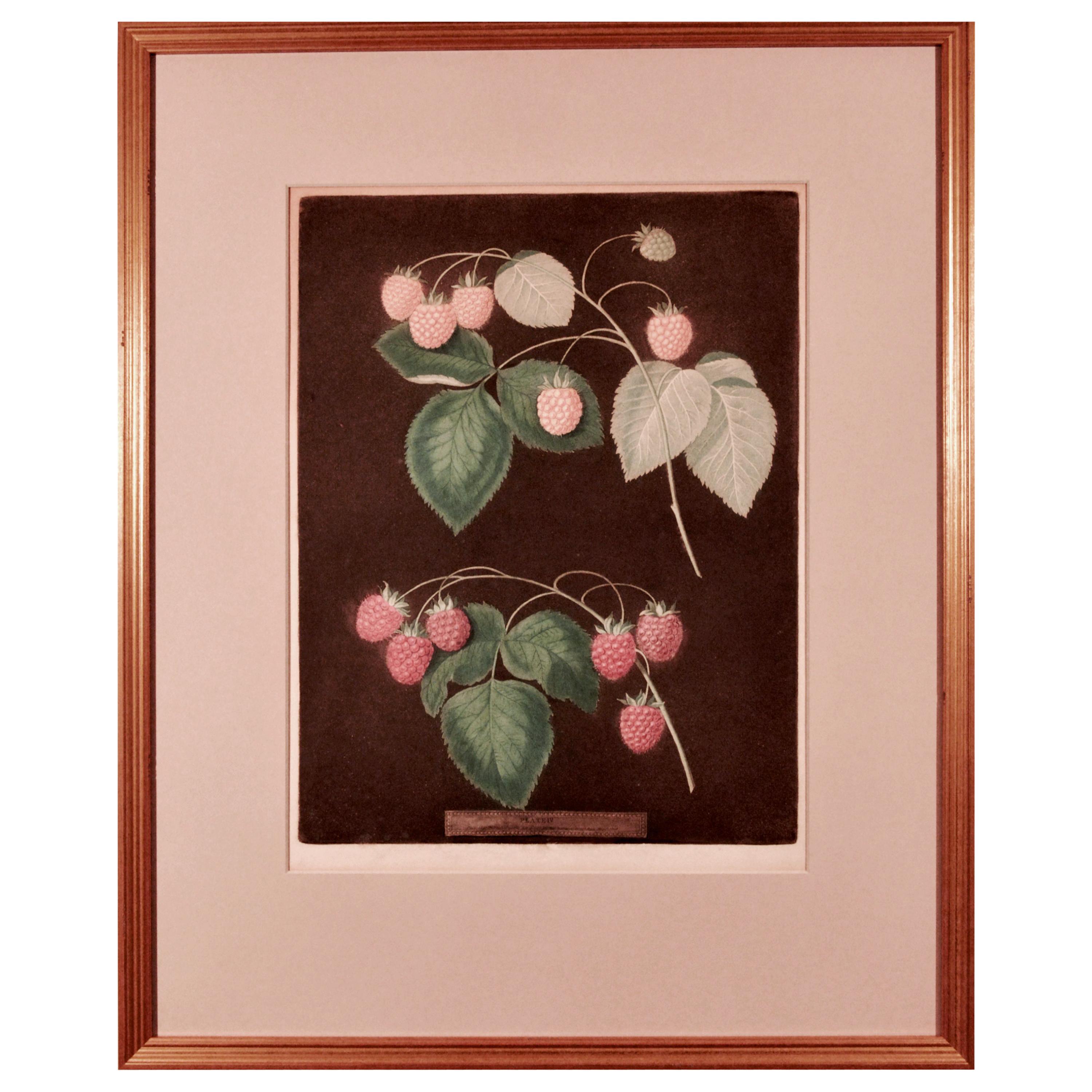 George Brookshaw Print of Two Varieties of Raspberries, One Yellow and One Red For Sale