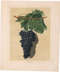 Uva nera di Frontiniac di George Brookshaw