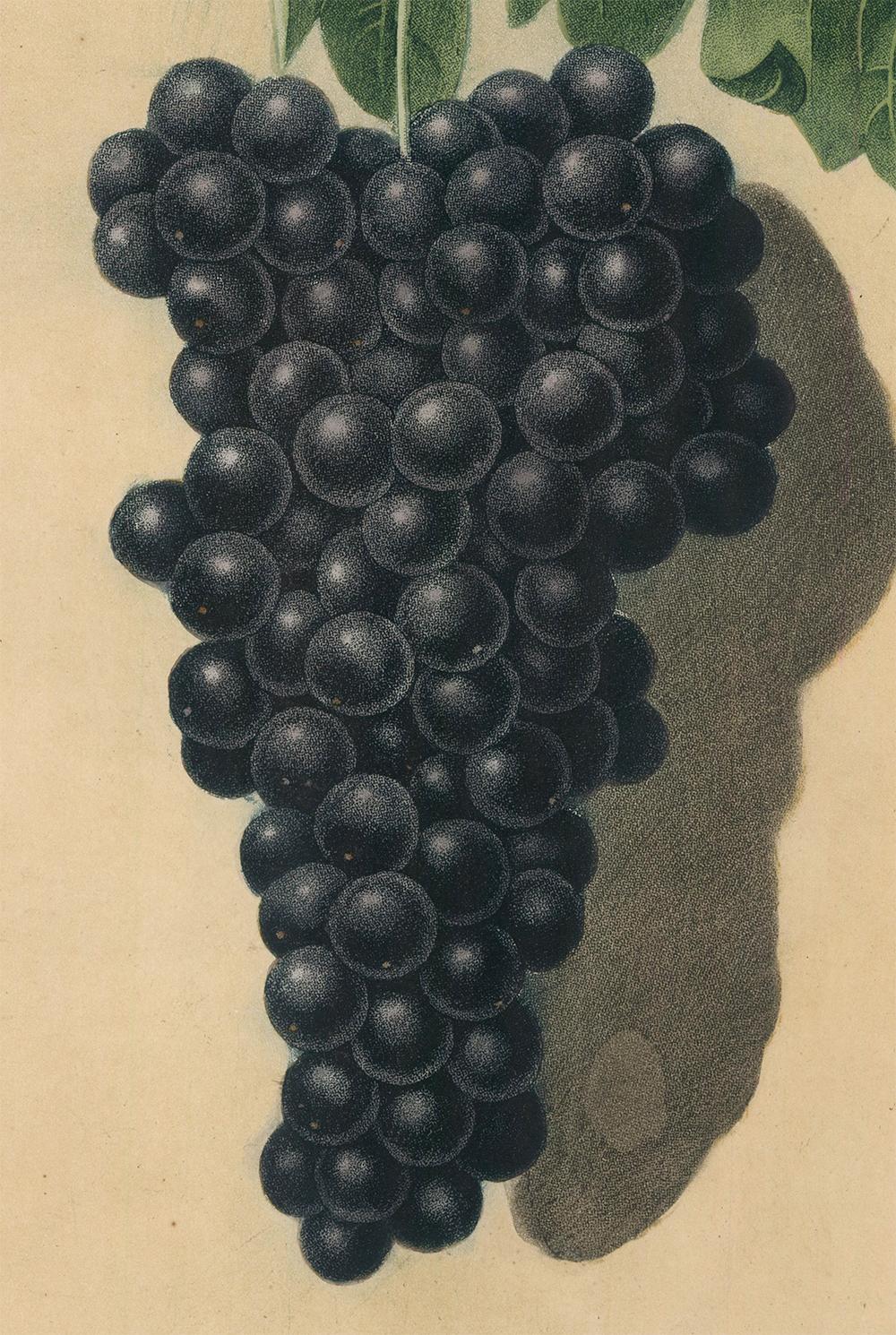 Black Frontiniac Grapes by George Brookshaw For Sale 1