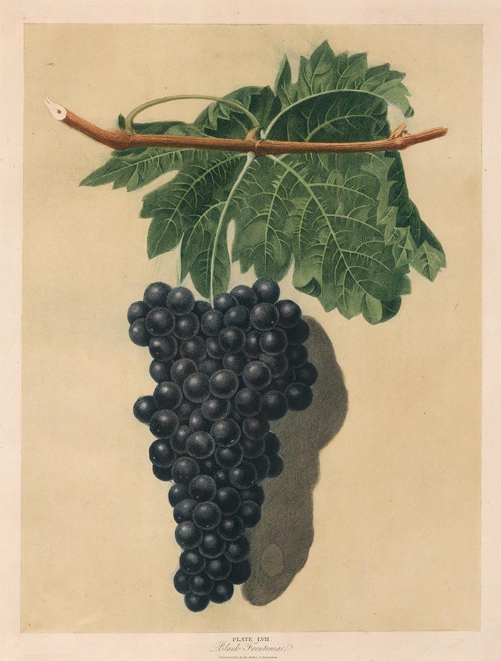 Black Frontiniac Grapes by George Brookshaw - Print by george brookshaw