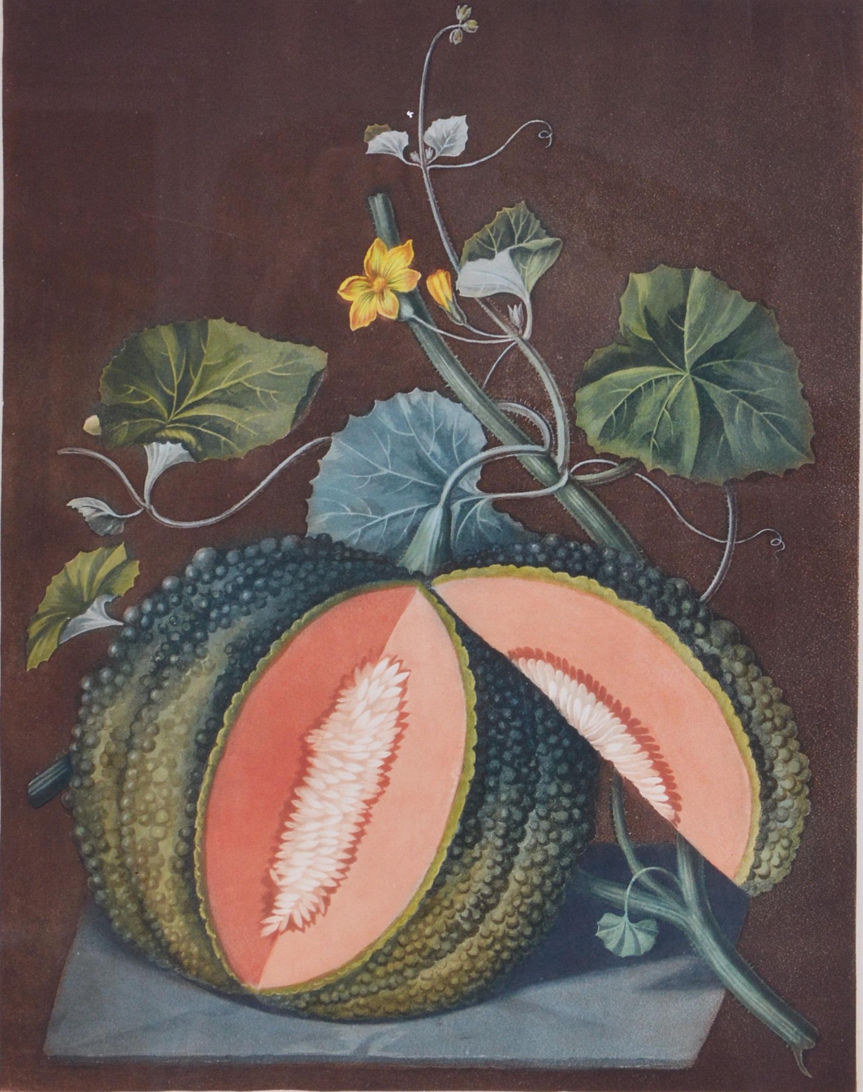 BROOKSHAW. A Pair of Melons: White Seed'd Rock and Silver Rock Mellon - Print by george brookshaw