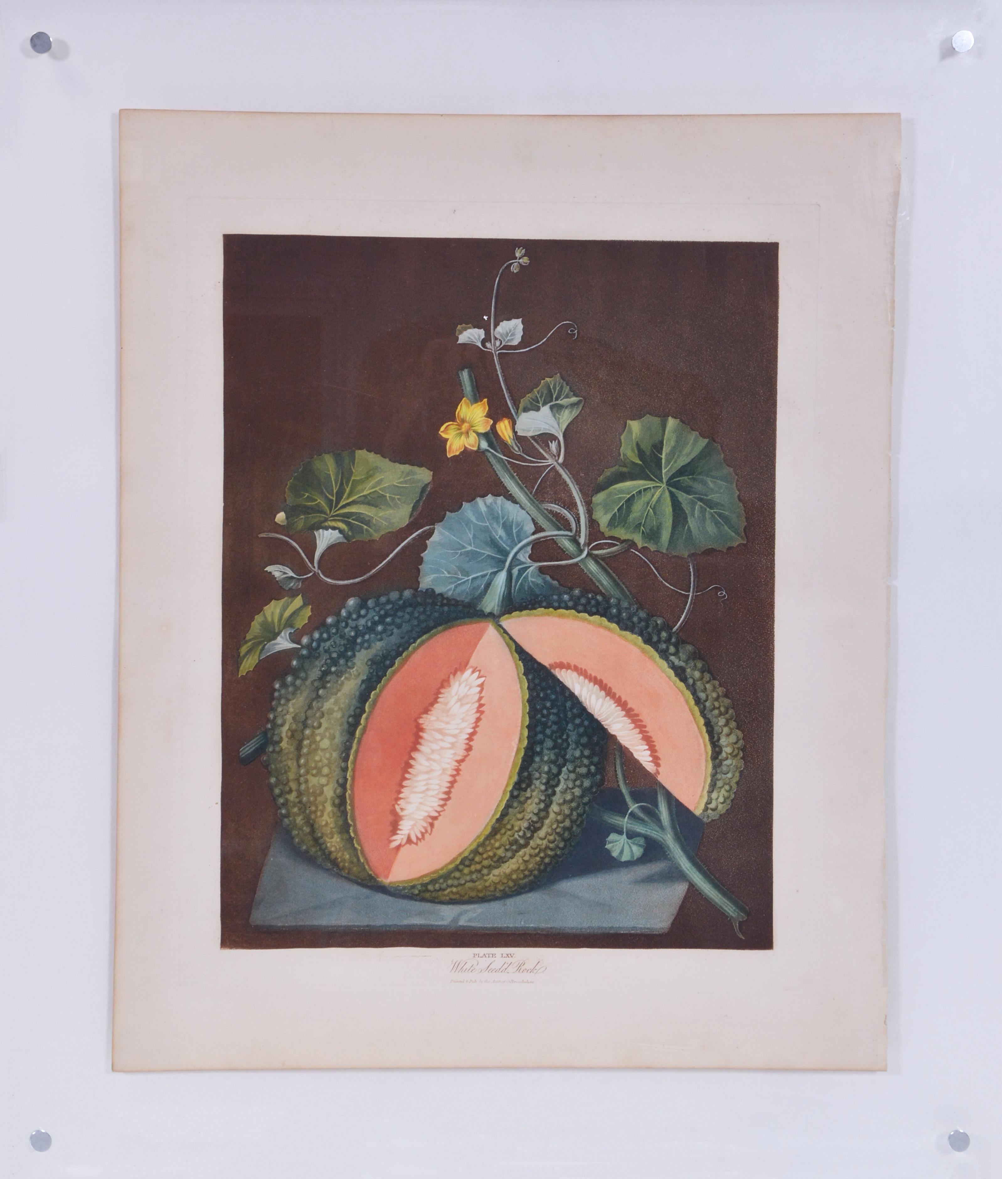 BROOKSHAW. A Pair of Melons: White Seed'd Rock and Silver Rock Mellon