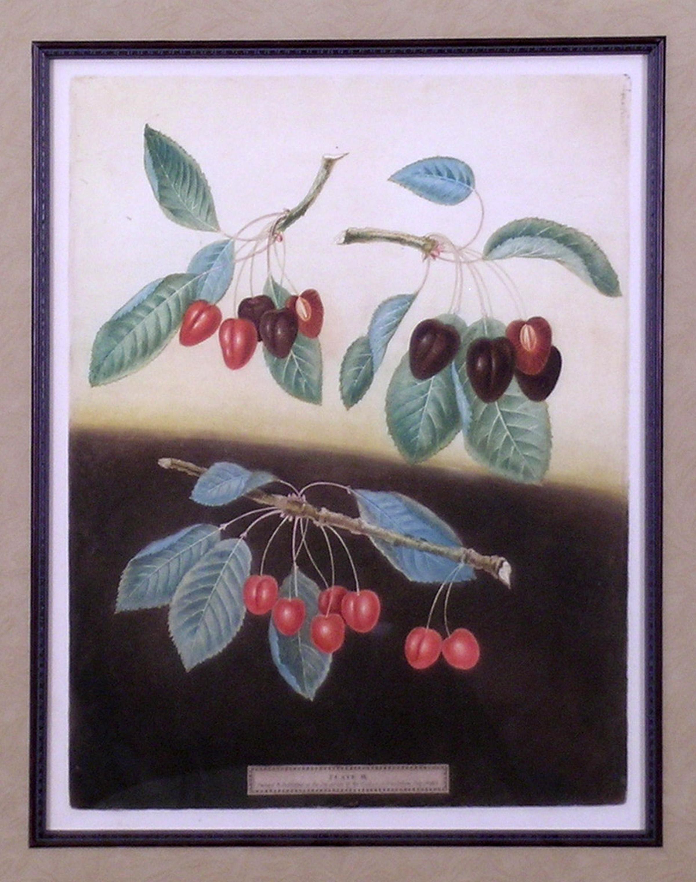 Griechische Preiselbeer.  Servierplatte IX. (Akademisch), Print, von george brookshaw