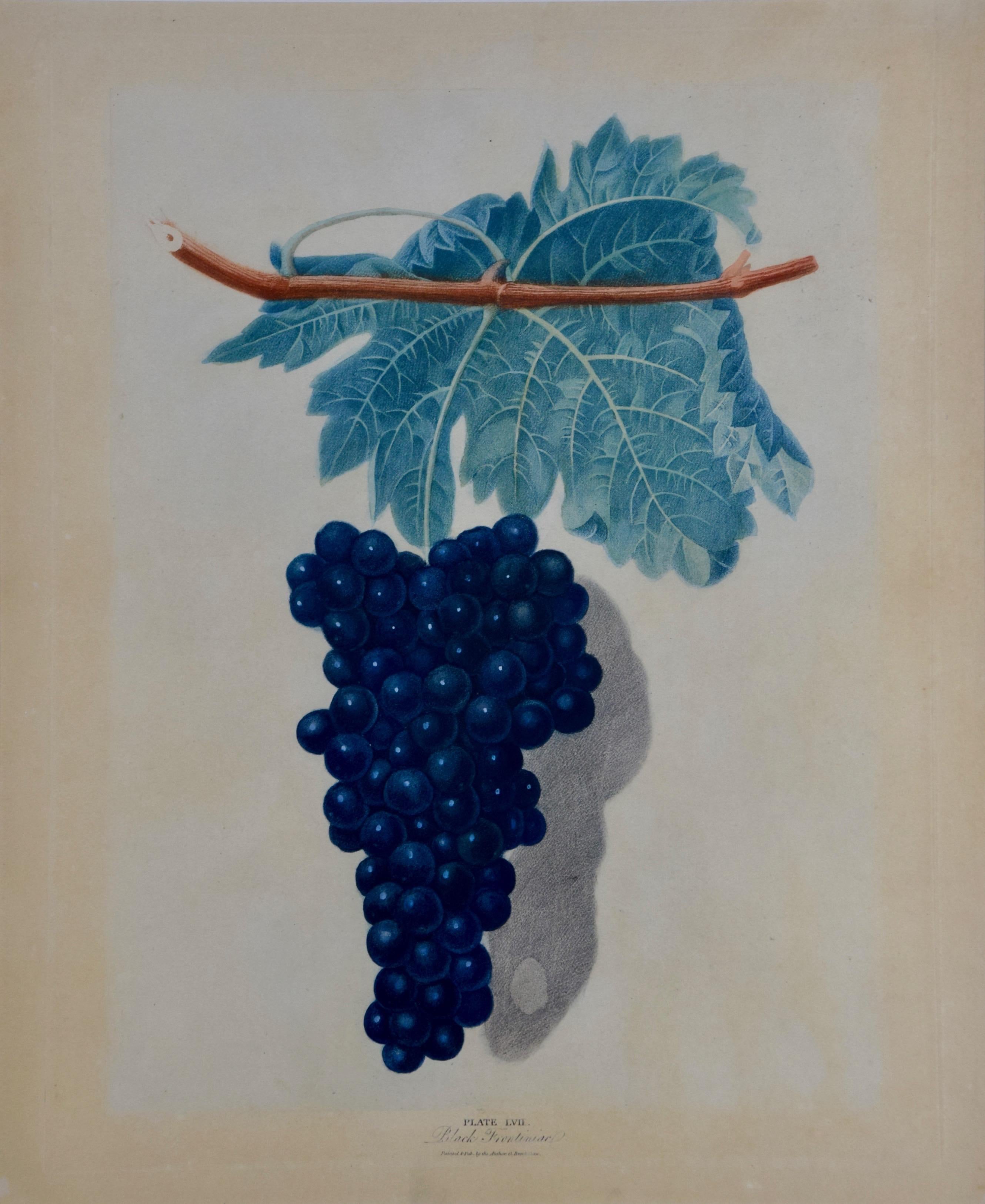 Schwarzer Frontiniac-Weintrauben-Aquatinta von George Brookshaw aus „Pomona Brittanica“ – Print von george brookshaw