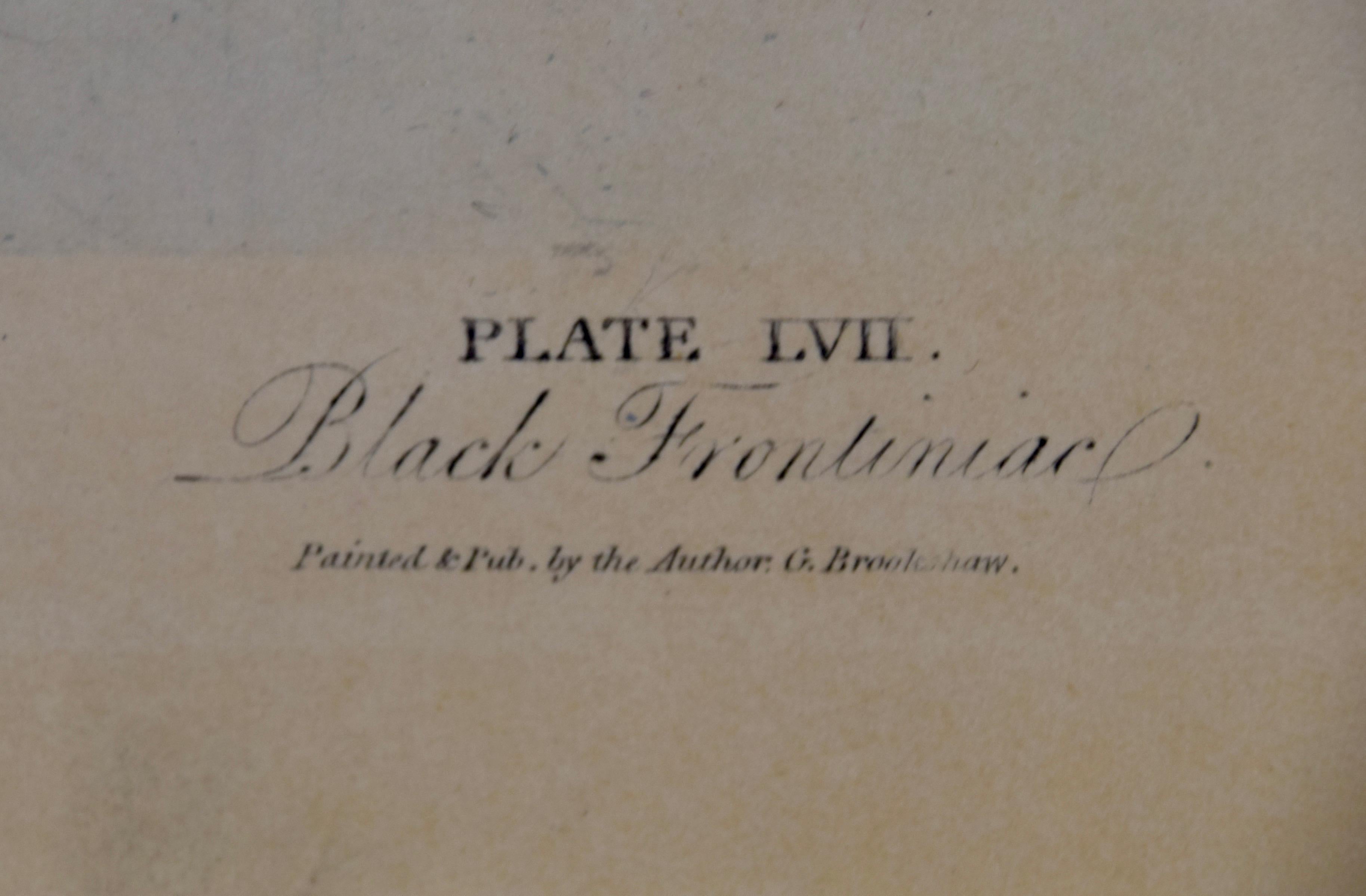 George Brookshaws (1751-1823) wunderschöner handkolorierter Aquatinta-Stich der Schwarzen Frontinia-Weintraube, Tafel XVII aus seiner 